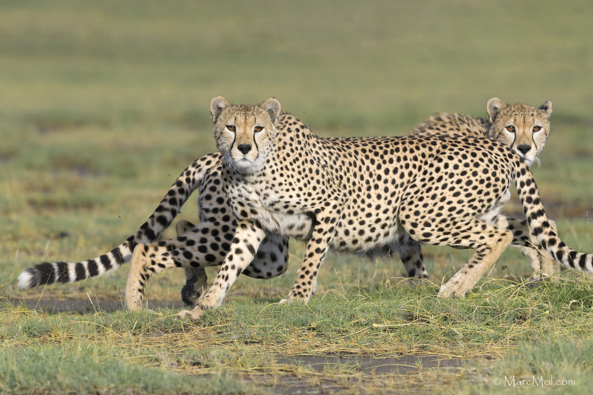 Nikon D500 + Nikon AF-S Nikkor 400mm F2.8E FL ED VR sample photo. Let's go.......lion approaching! photography