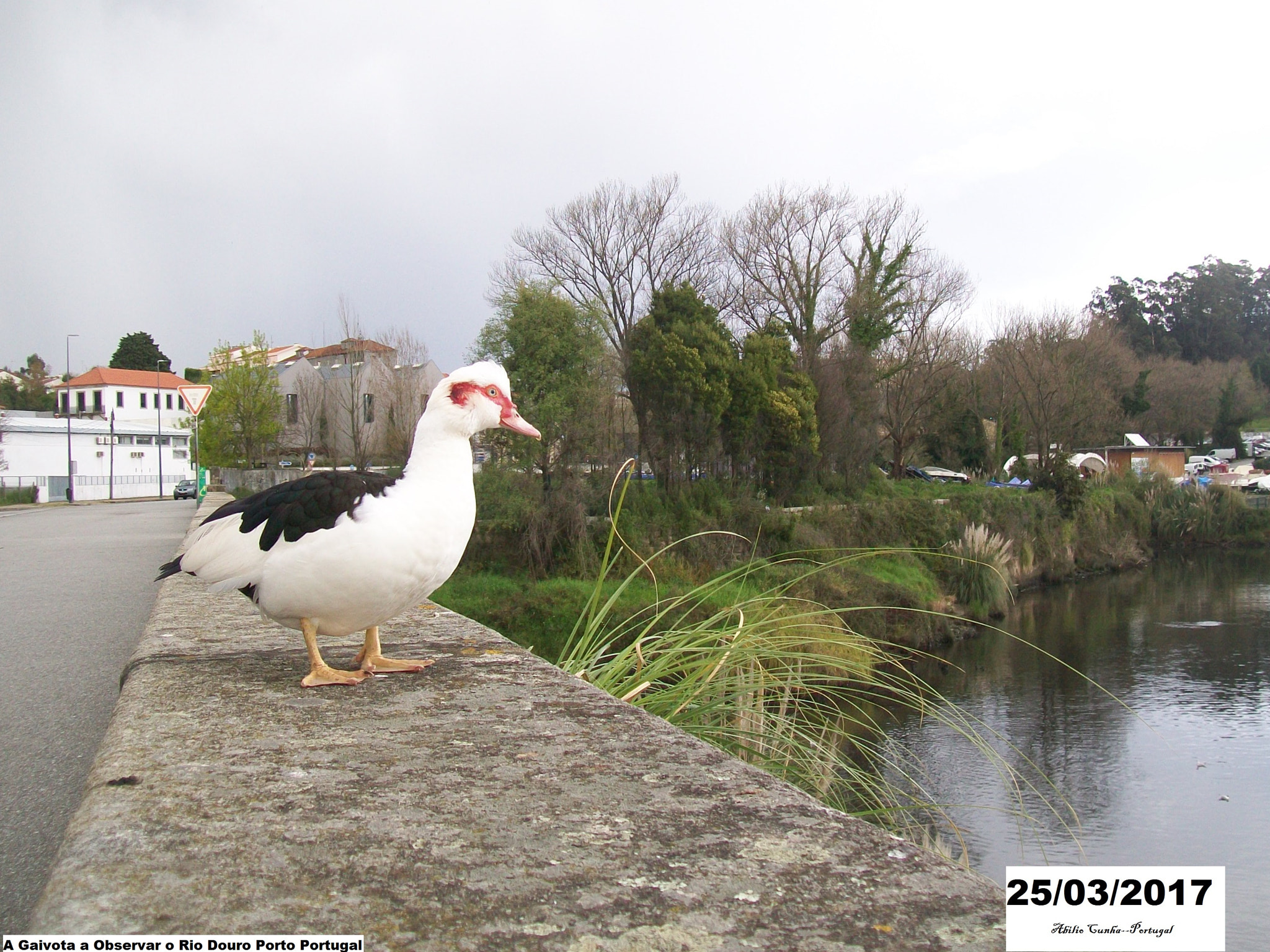 Kodak EasyShare C913 sample photo. A gaivota vai olhando para o seu rio douro portugal photography