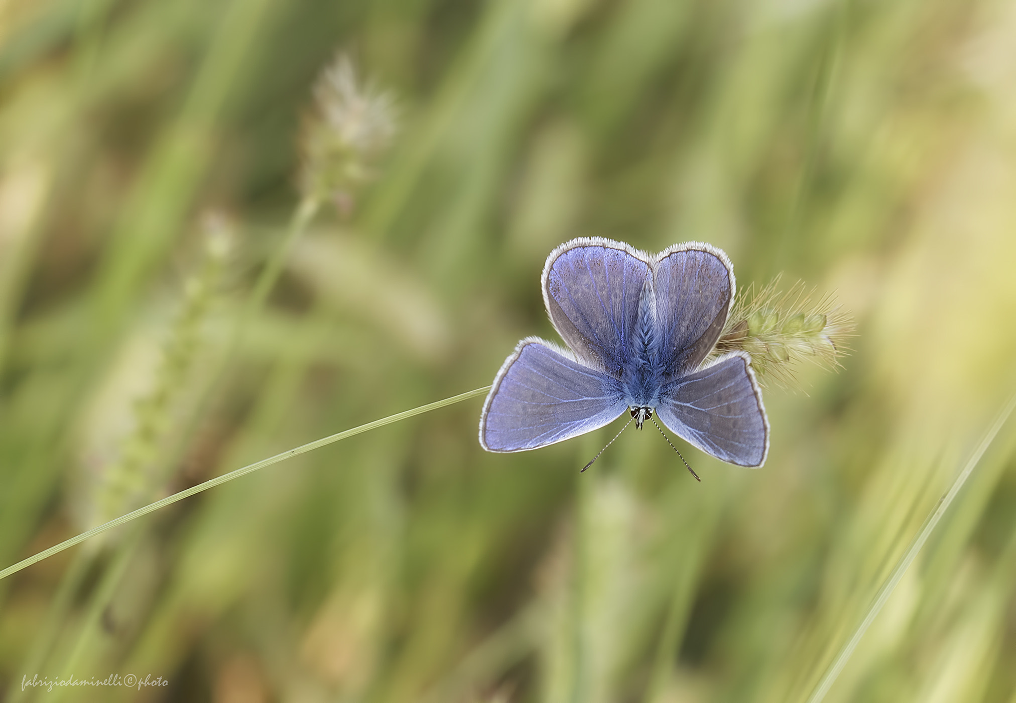 Canon EF 100mm F2.8L Macro IS USM sample photo. Polyommatus icarus photography