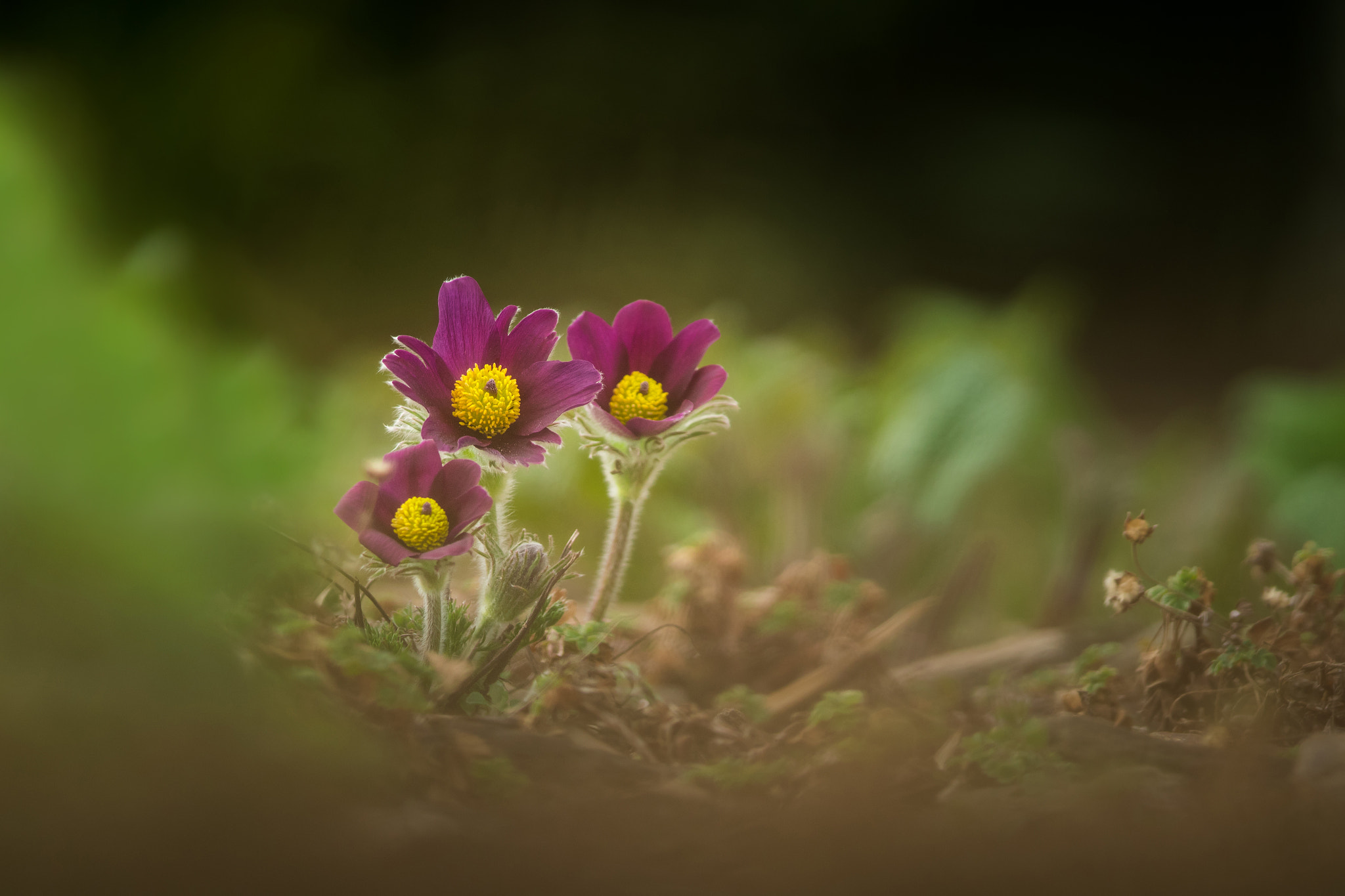 Nikon D500 sample photo. Pasque flower photography