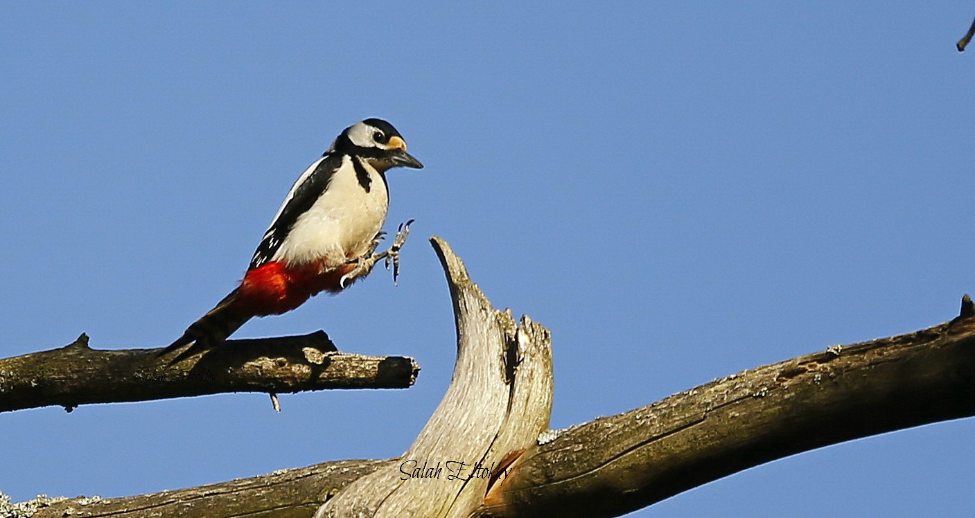 Canon EOS-1D X + Sigma 150-600mm F5-6.3 DG OS HSM | S sample photo. By photography