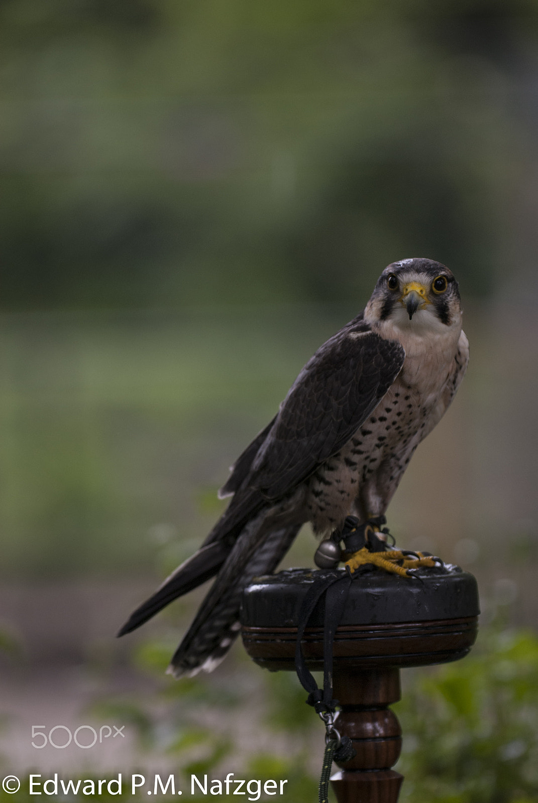 Nikon D200 sample photo. Epm photography