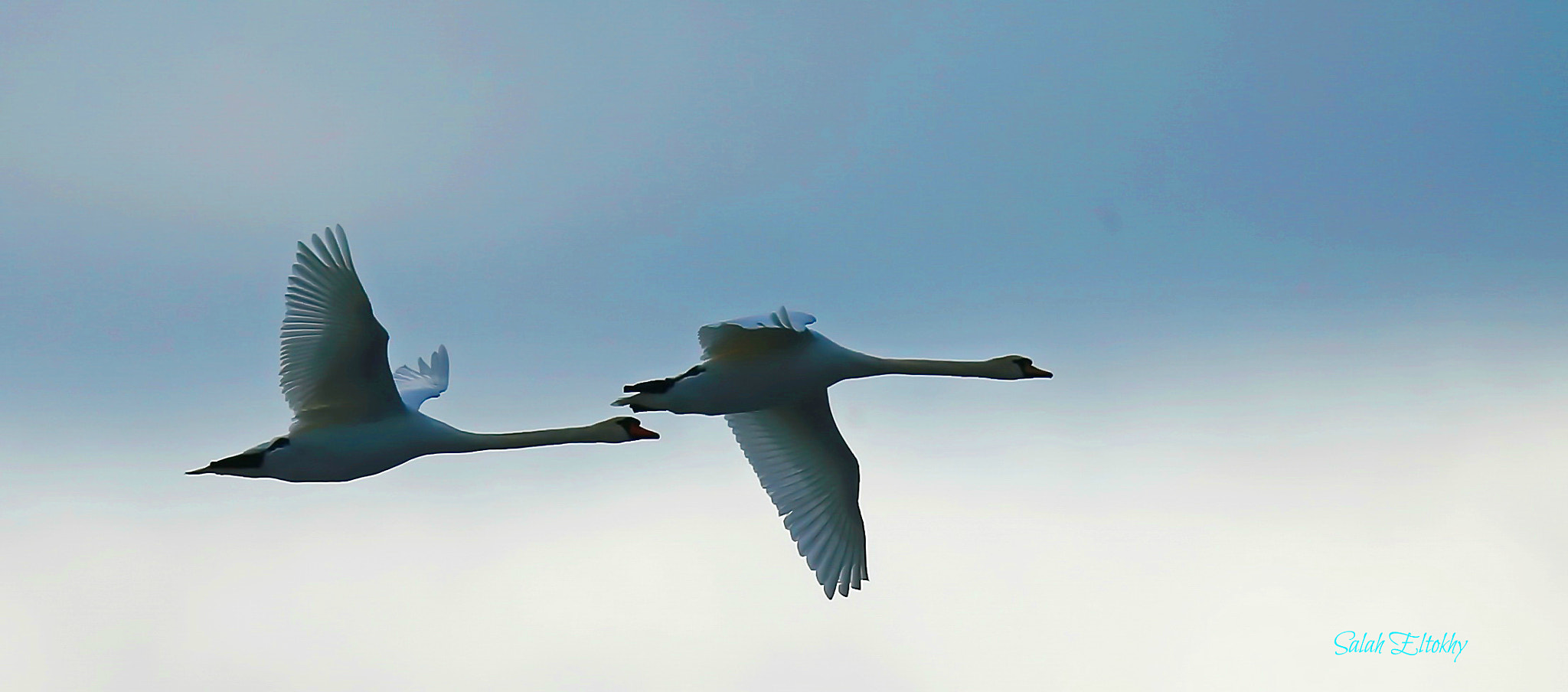 Canon EOS-1D X + Sigma 150-600mm F5-6.3 DG OS HSM | S sample photo. By photography