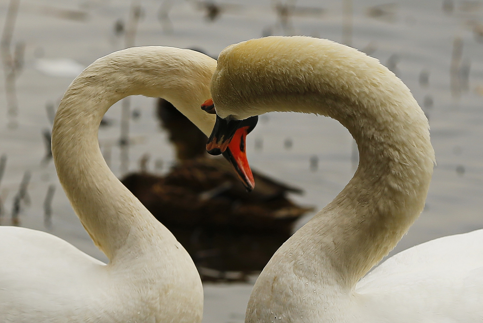 Canon EOS-1D X sample photo. By photography