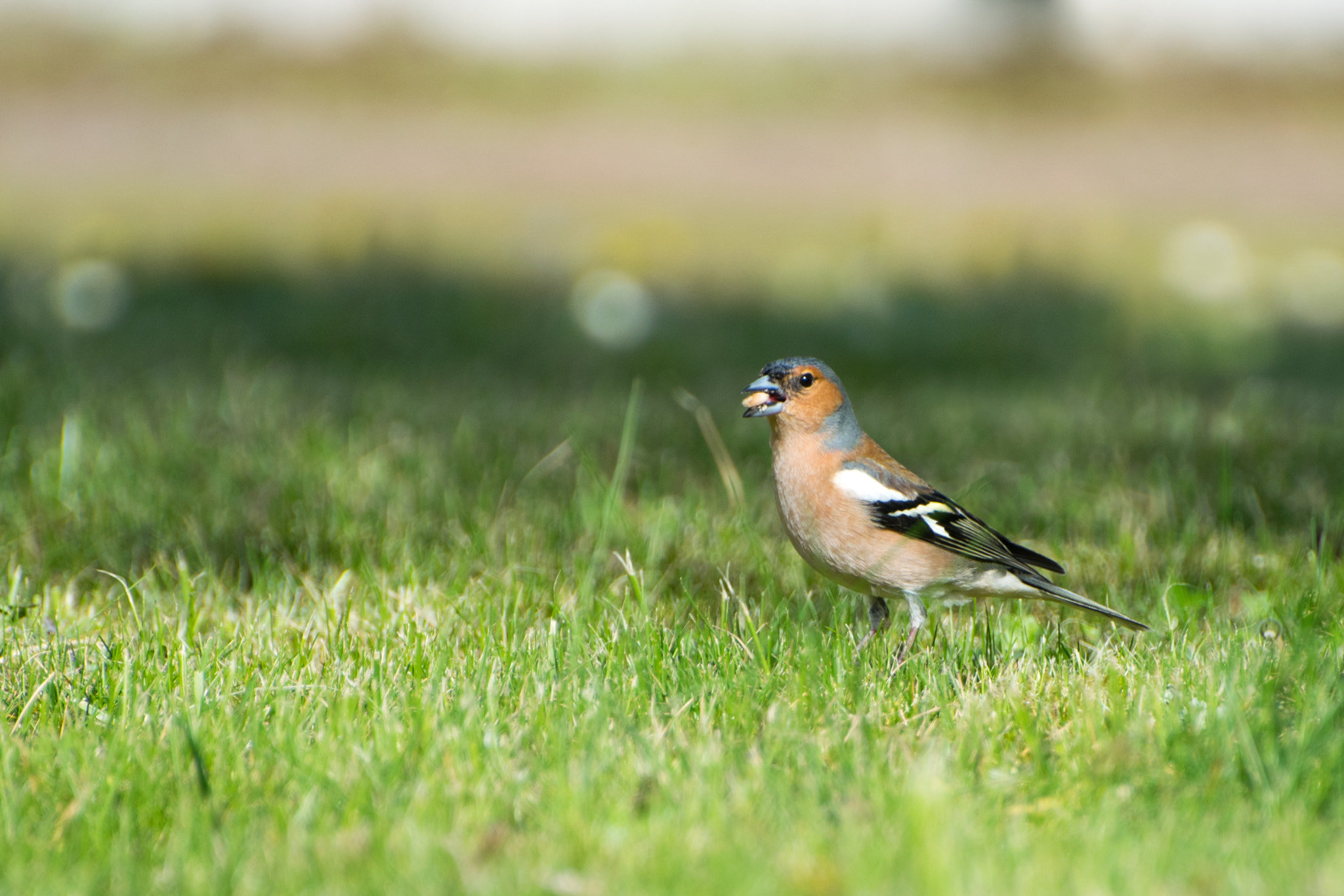 Nikon D5300 sample photo. Chaffinch in the garden! photography