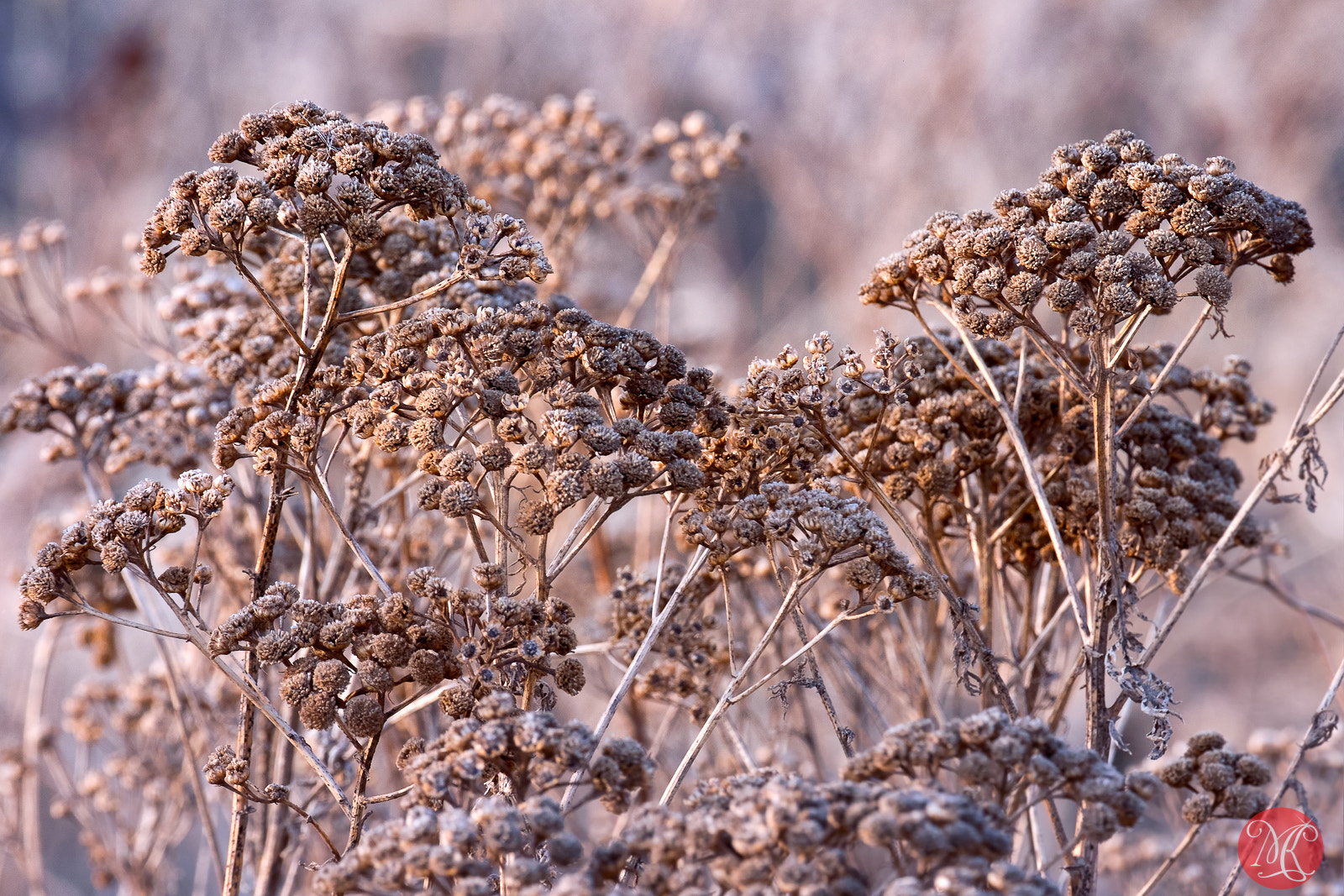 Fujifilm X-E2 + Fujifilm XF 55-200mm F3.5-4.8 R LM OIS sample photo. I see you.. photography