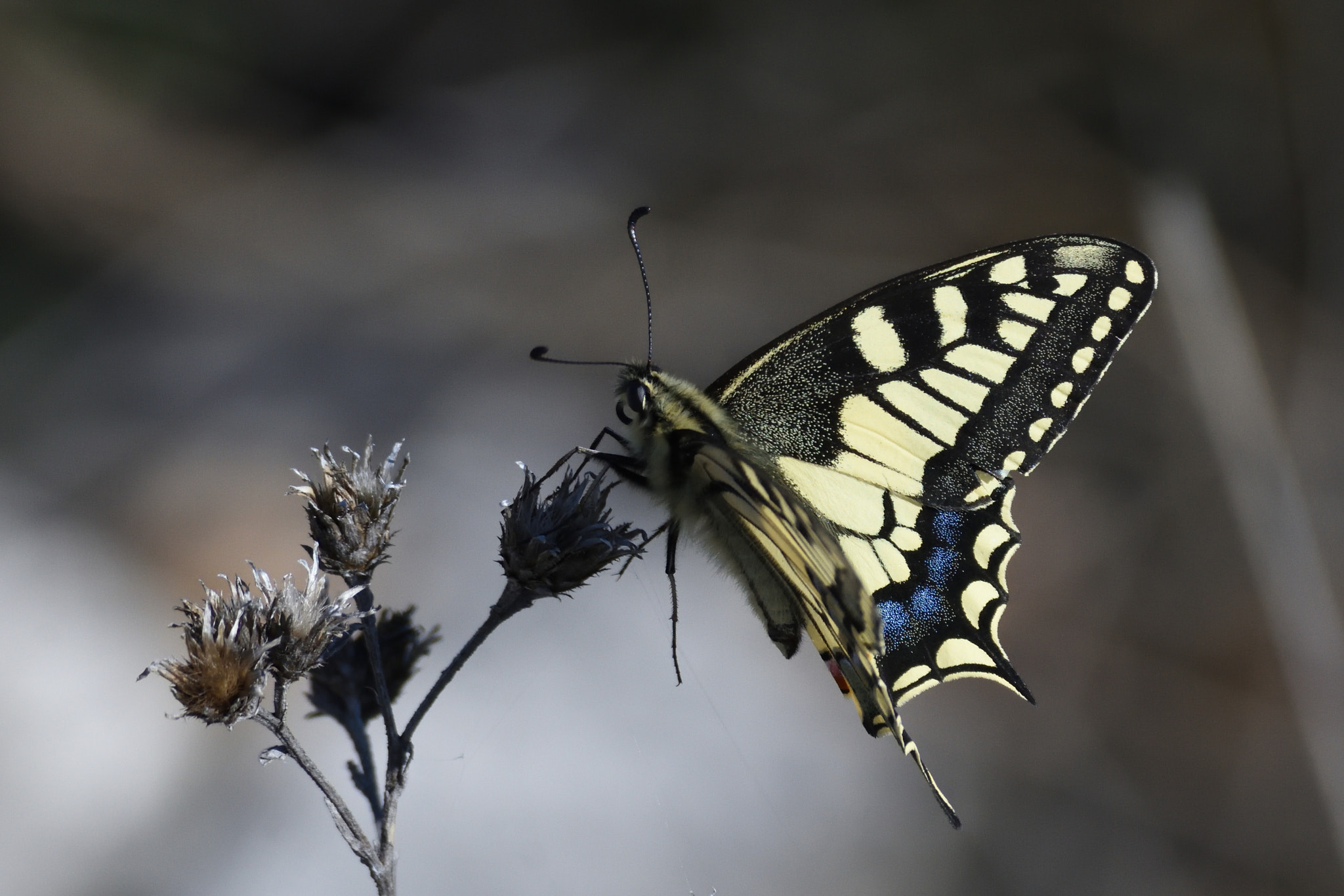 Nikon D7200 sample photo. Butterfly photography