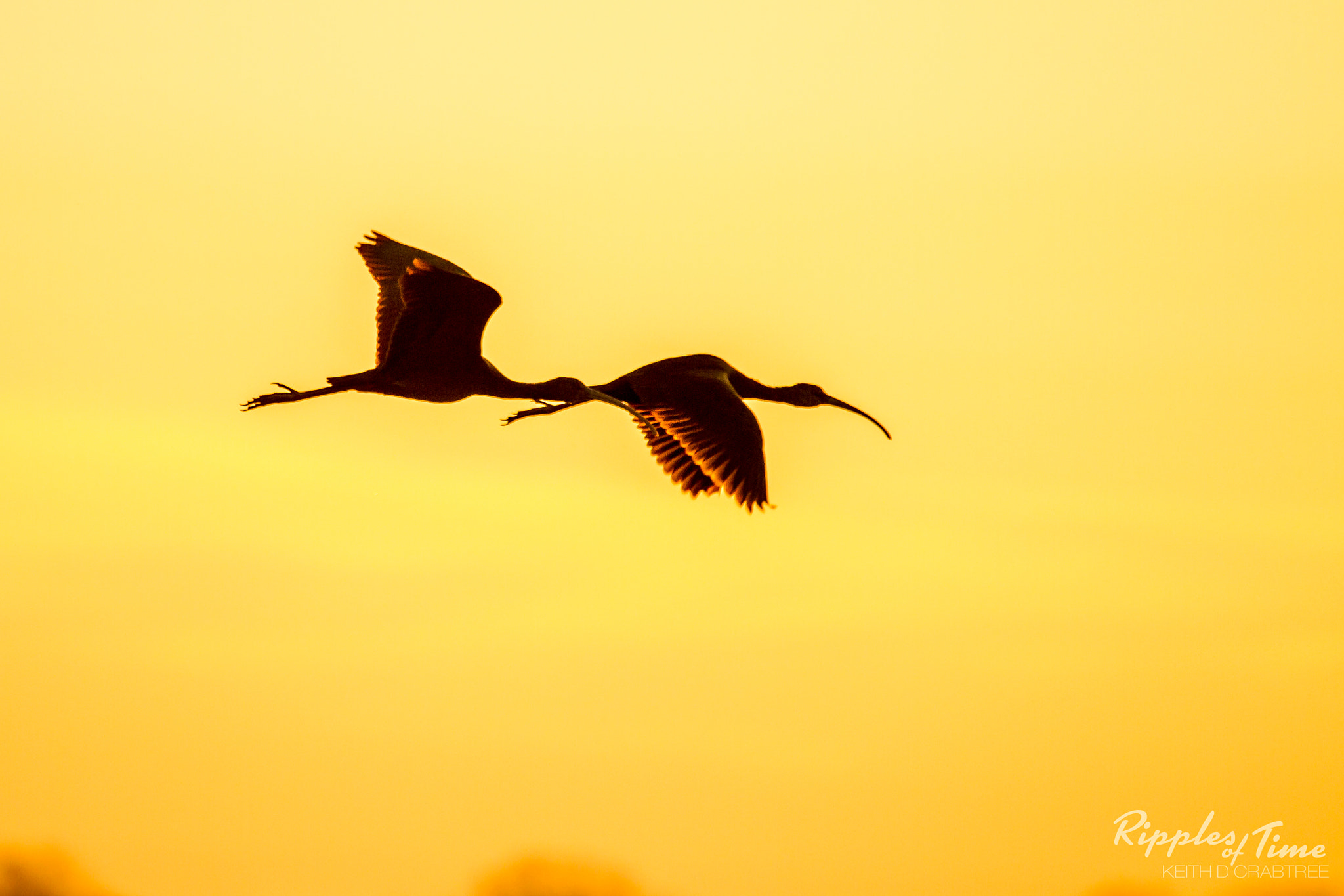 Canon EF 100-400mm F4.5-5.6L IS USM sample photo. Golden tips photography