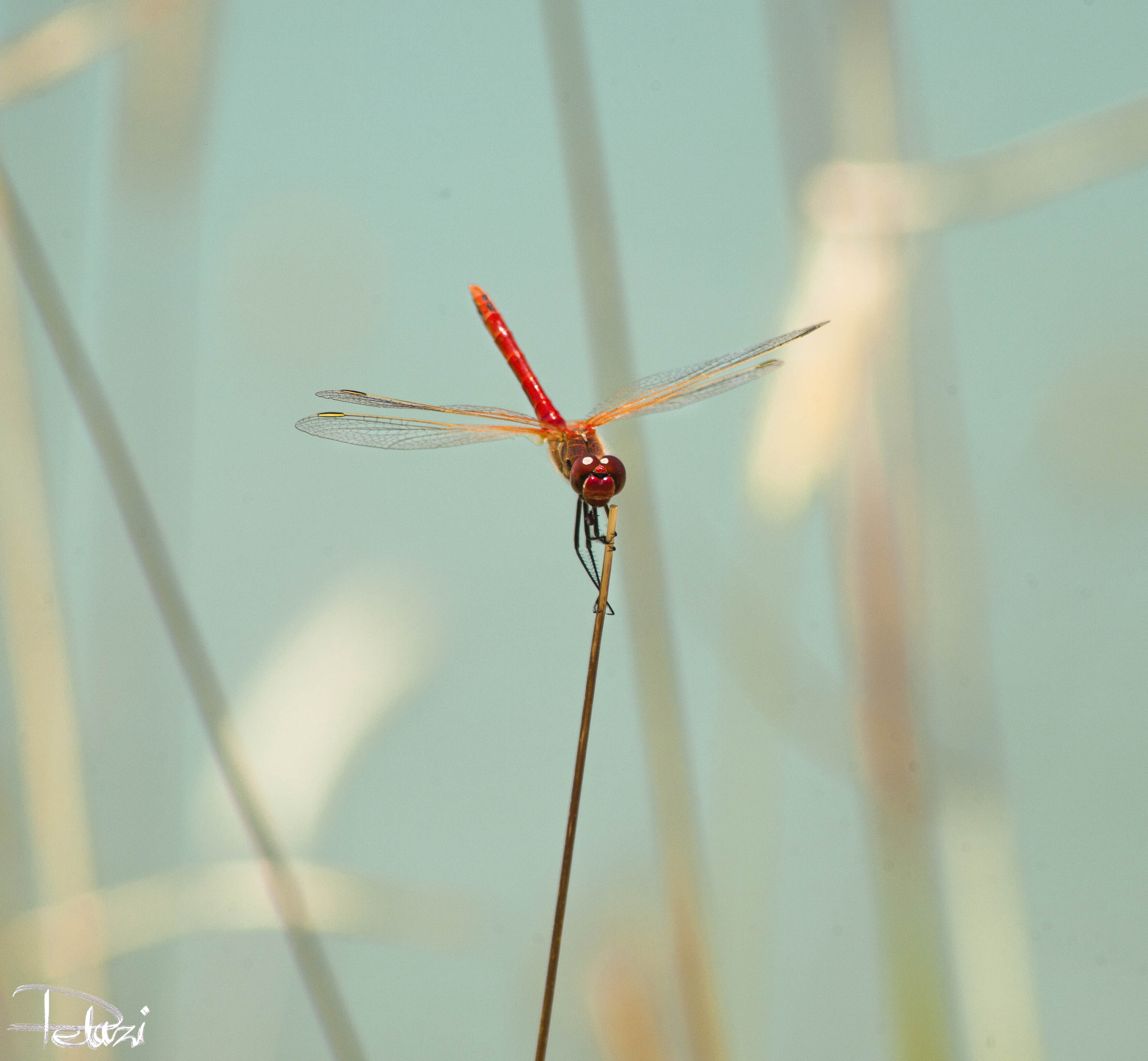 Canon EOS 5D Mark II + EF75-300mm f/4-5.6 sample photo. Dragonfly photography