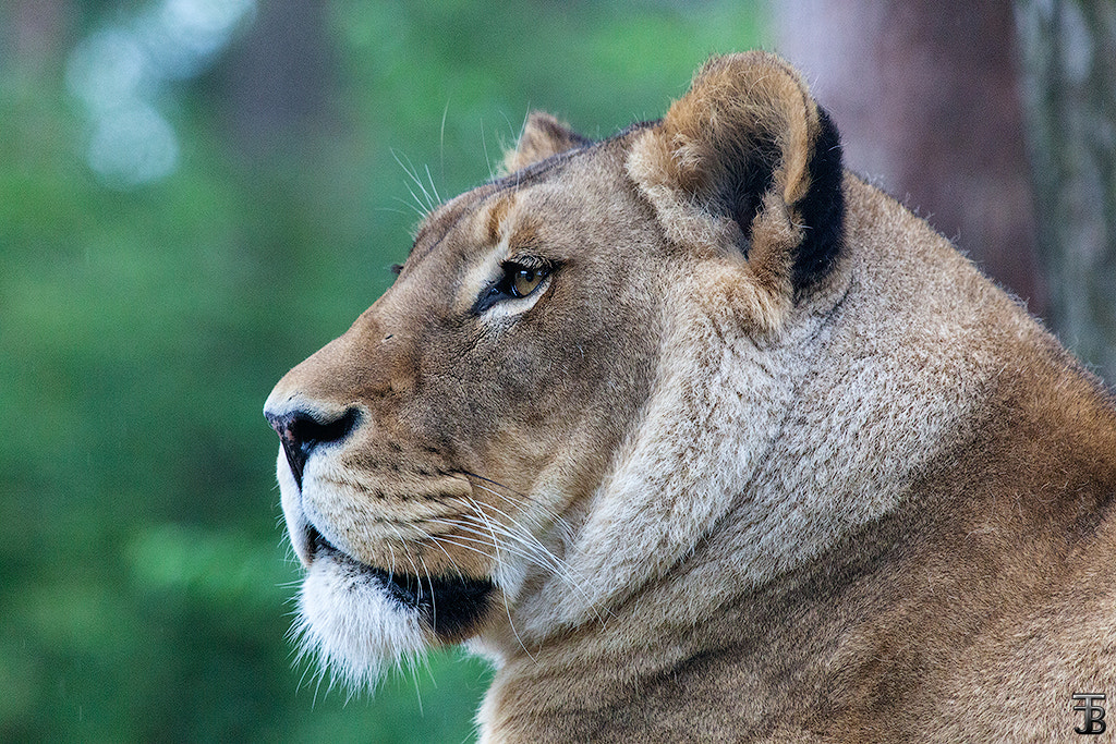 Canon EF 70-200mm F2.8L USM sample photo. Panthera leo photography