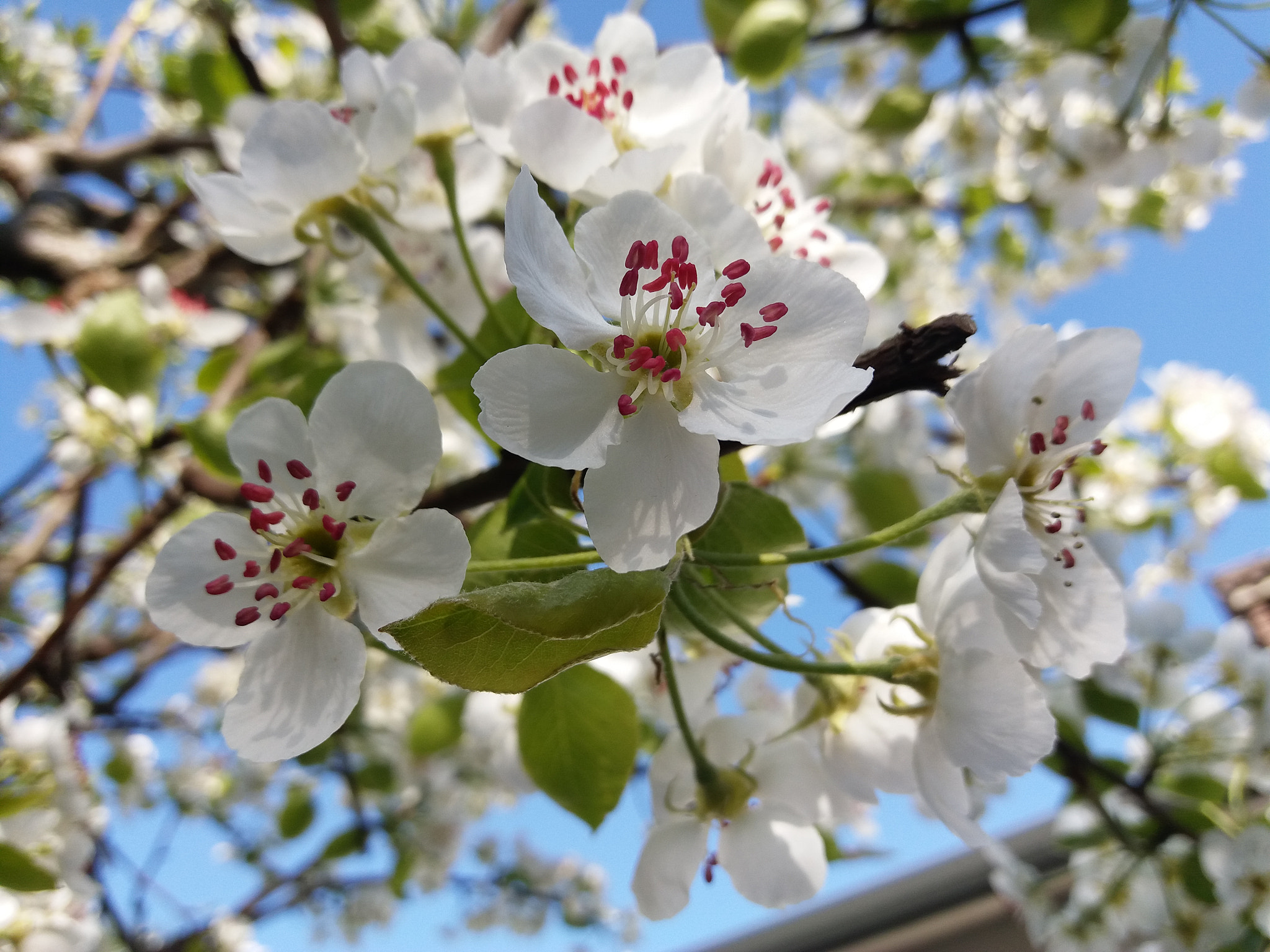 Samsung Galaxy A9 Pro sample photo. Fiori di primavera photography