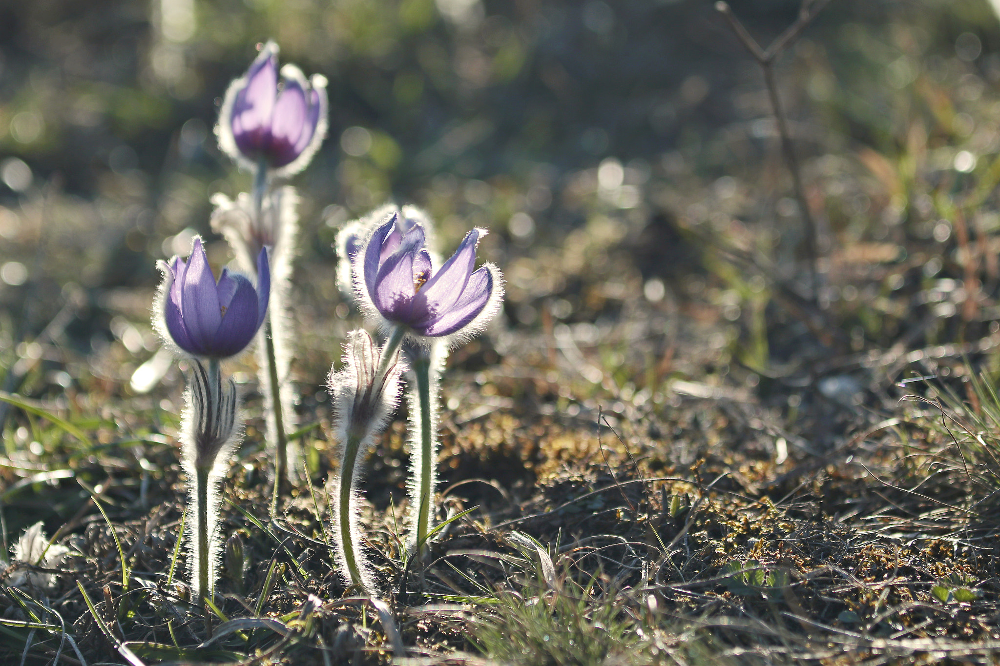 Canon EOS M5 + Canon EF 70-200mm F4L IS USM sample photo. Sun light photography