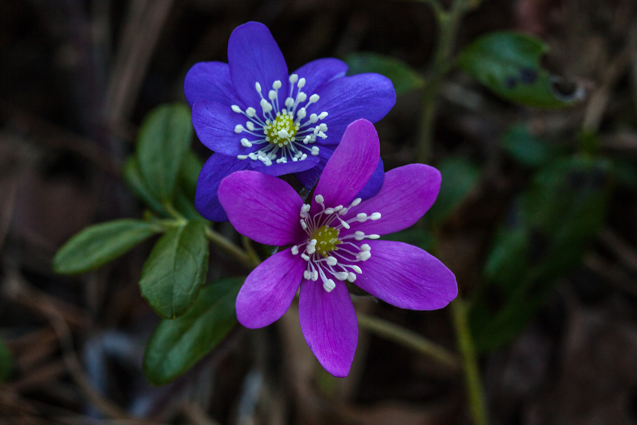 Canon EF 100mm F2.8L Macro IS USM sample photo. Norwegian spring flower photography