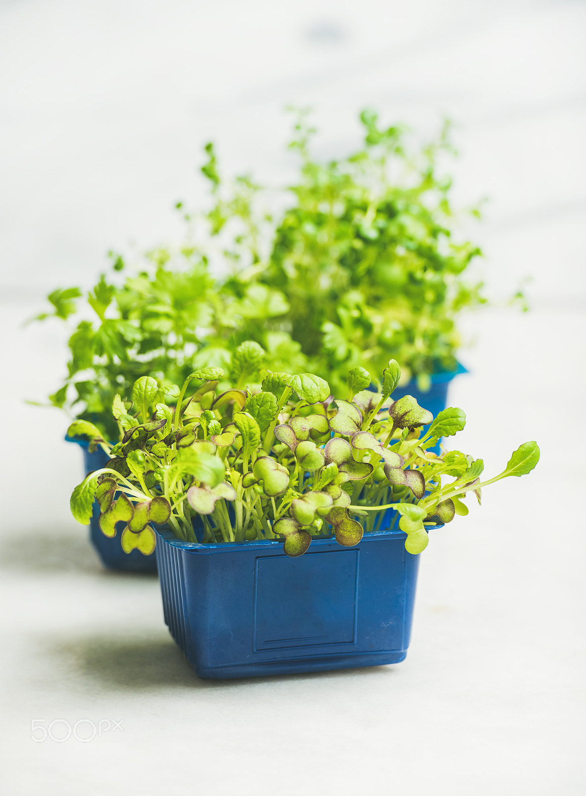 Nikon AF-S Nikkor 70-200mm F2.8G ED VR II sample photo. Fresh spring green live radish kress sprouts, white marble background photography