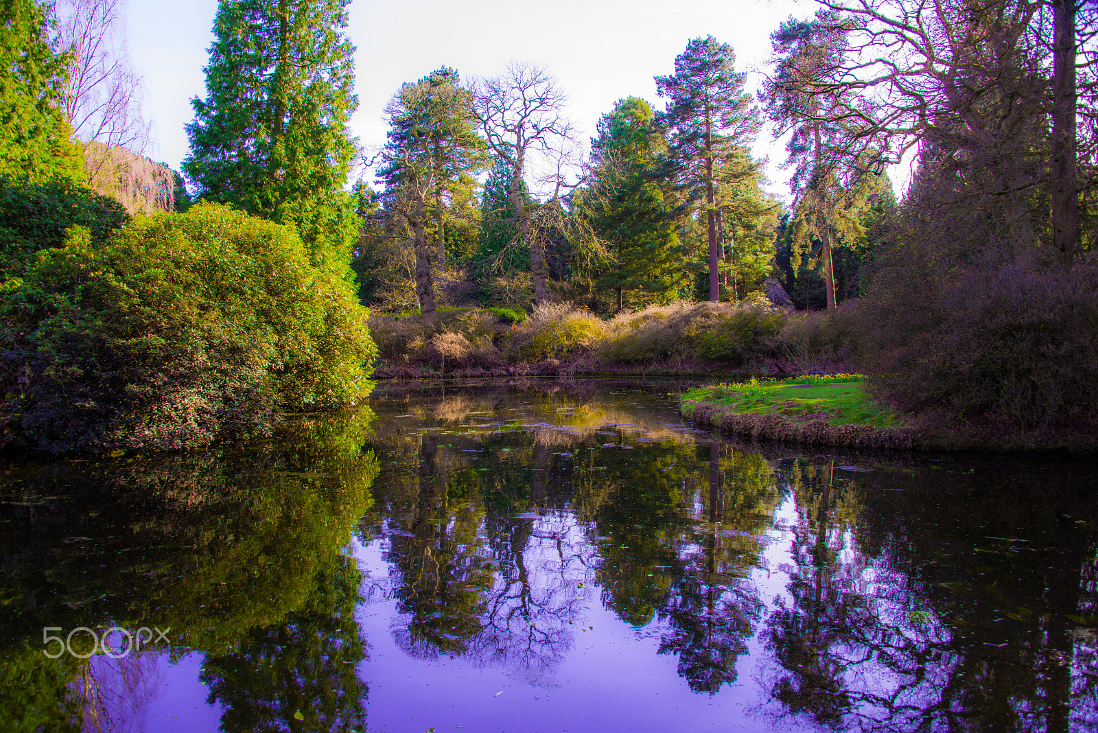 Nikon D810 sample photo. Purple reflection photography