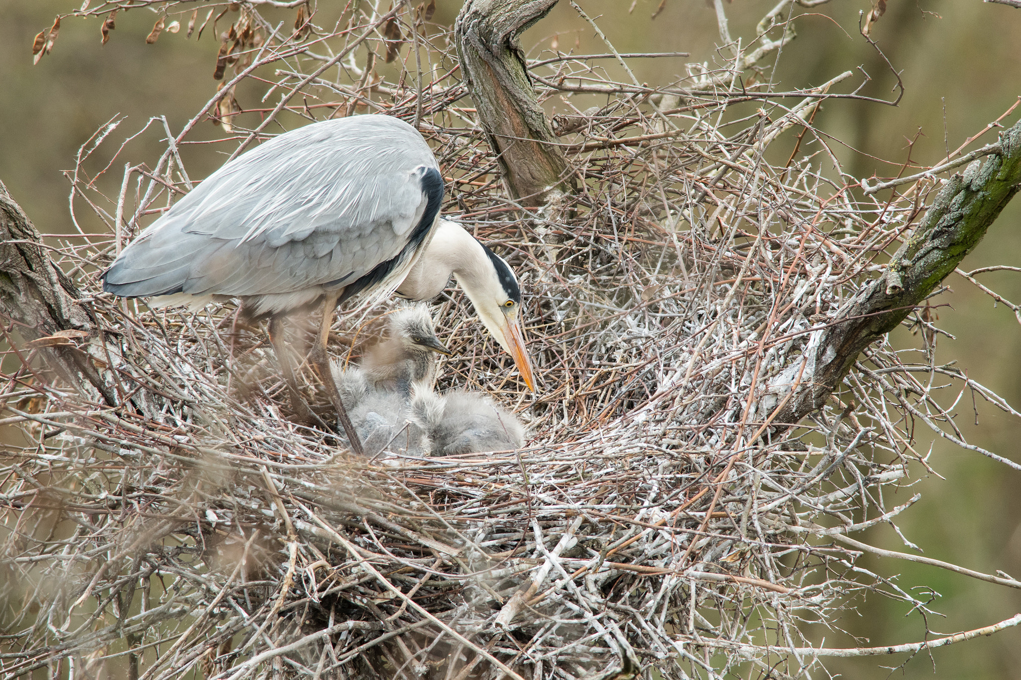 Nikon D500 + Nikon AF-S Nikkor 300mm F4D ED-IF sample photo. Small pterodactyls photography