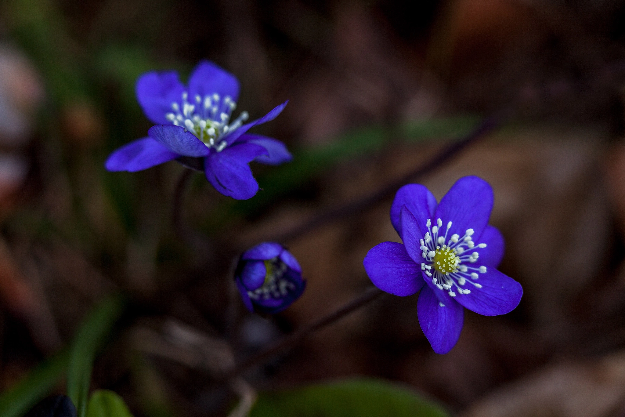 Canon EF 100mm F2.8L Macro IS USM sample photo. My favorite flowers photography