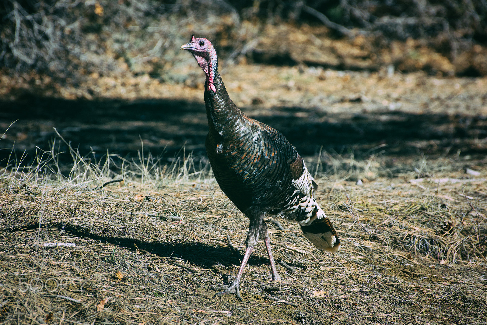 Nikon D5300 sample photo. Pagosa wild turkey photography