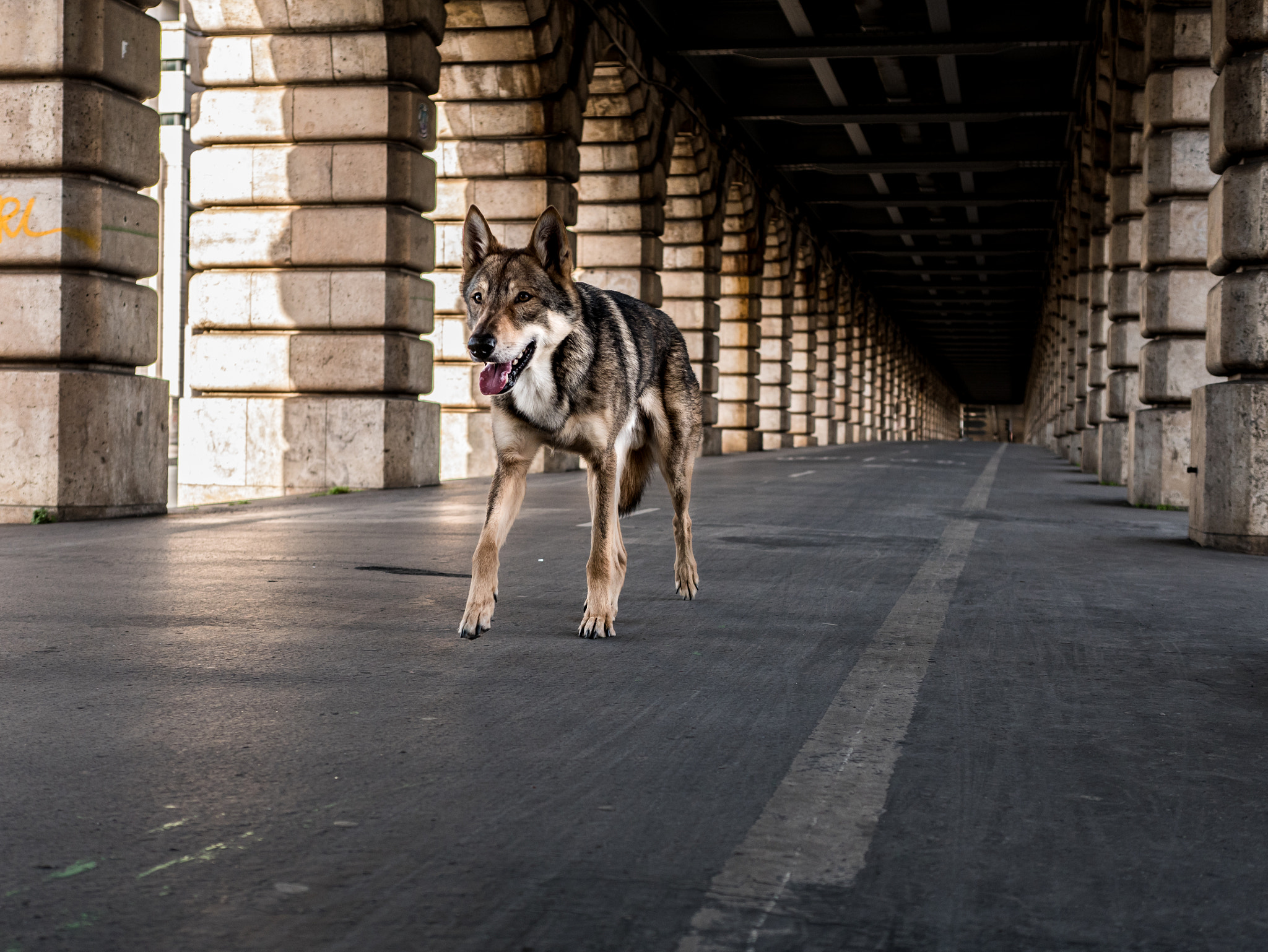 Panasonic Lumix DMC-GX85 (Lumix DMC-GX80 / Lumix DMC-GX7 Mark II) sample photo. Wolf in the city - under the bridge photography