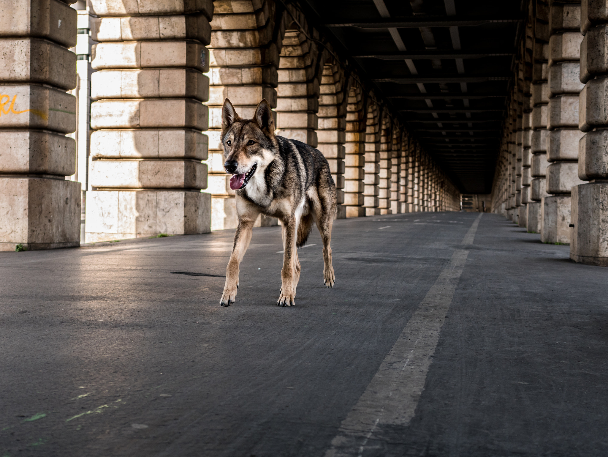 Panasonic Lumix DMC-GX85 (Lumix DMC-GX80 / Lumix DMC-GX7 Mark II) + Panasonic Leica DG Summilux 25mm F1.4 II ASPH sample photo. Wolf in the city - under the bridge photography