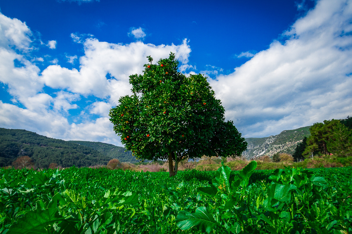 Canon EOS 7D + Canon EF-S 10-22mm F3.5-4.5 USM sample photo. Lonely orange tree photography