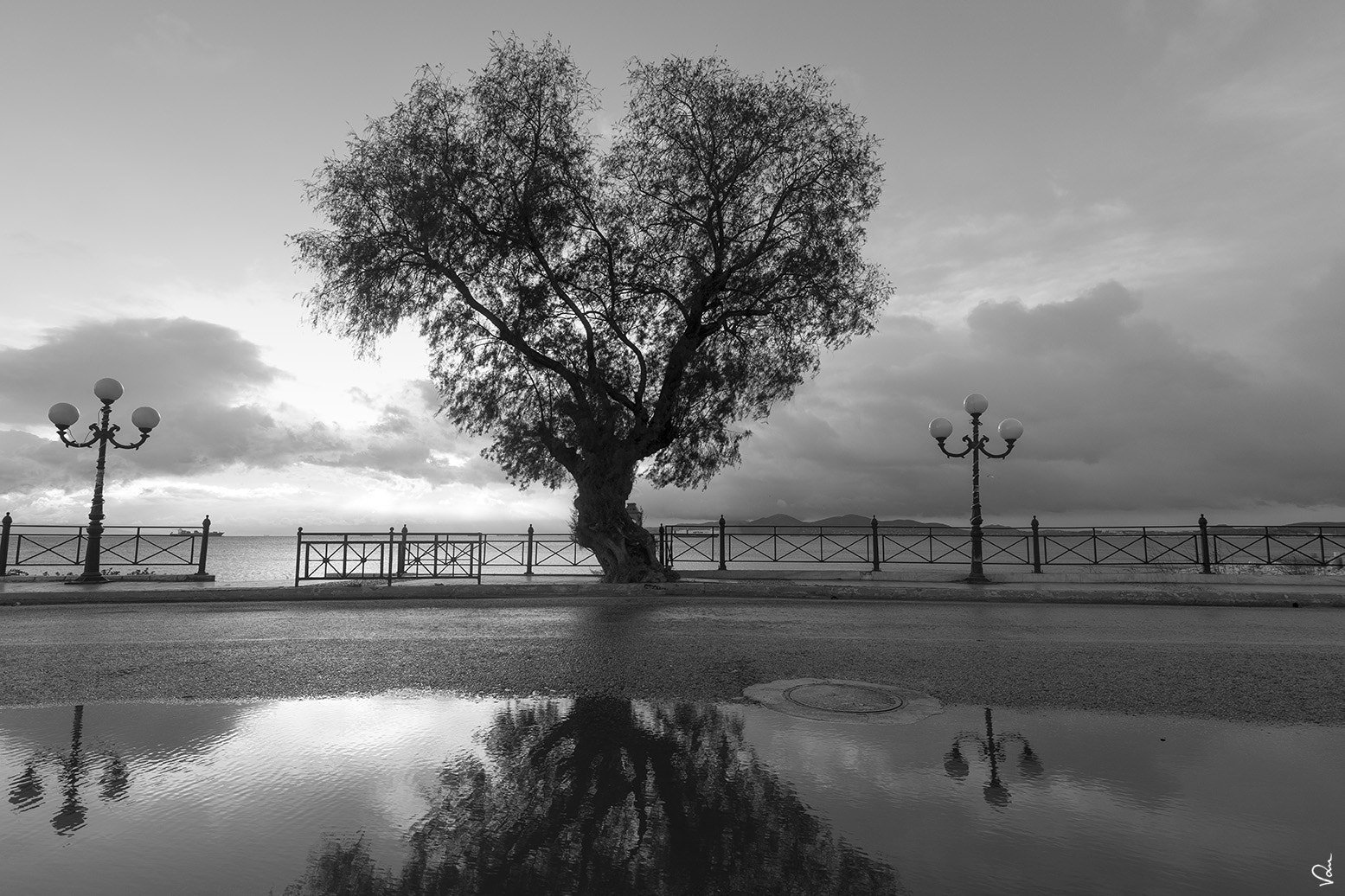 Canon EF 16-35mm F4L IS USM sample photo. The love tree photography