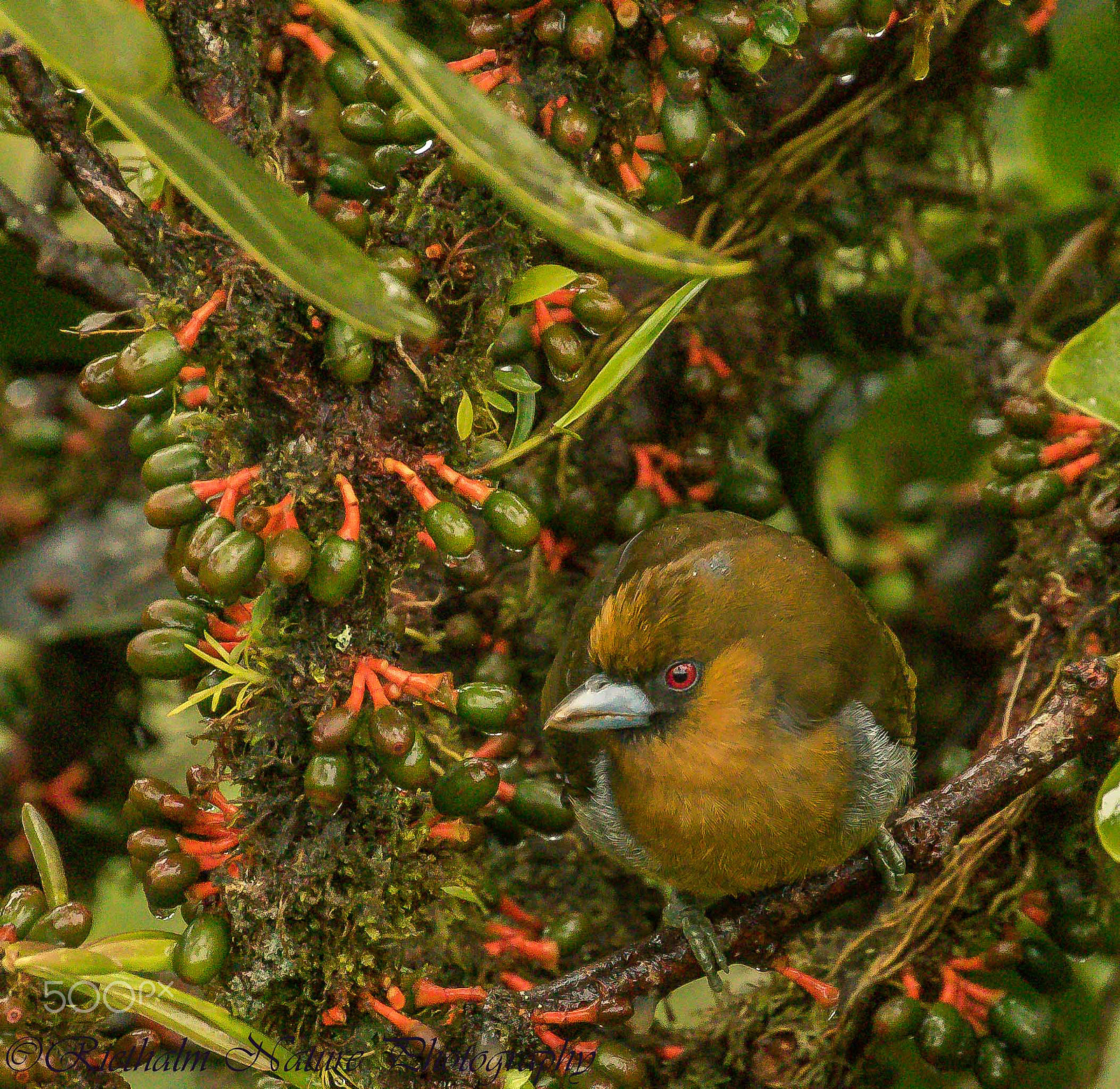 Canon EF 70-200mm F4L USM sample photo. Prong-billed barbet photography