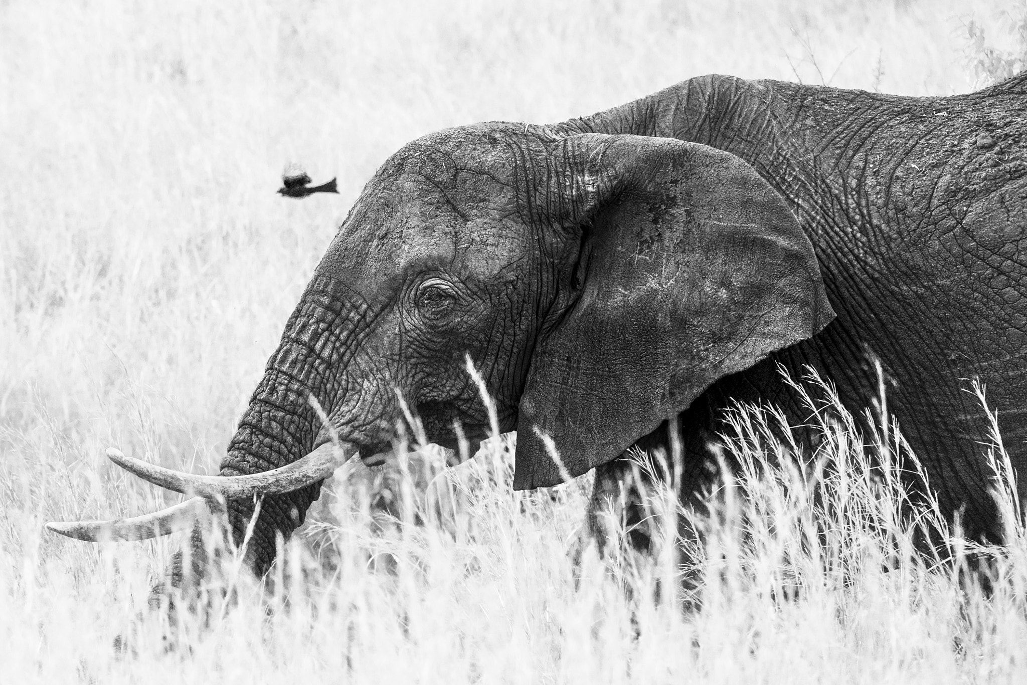 Nikon D800 sample photo. Thoughtful scale photography