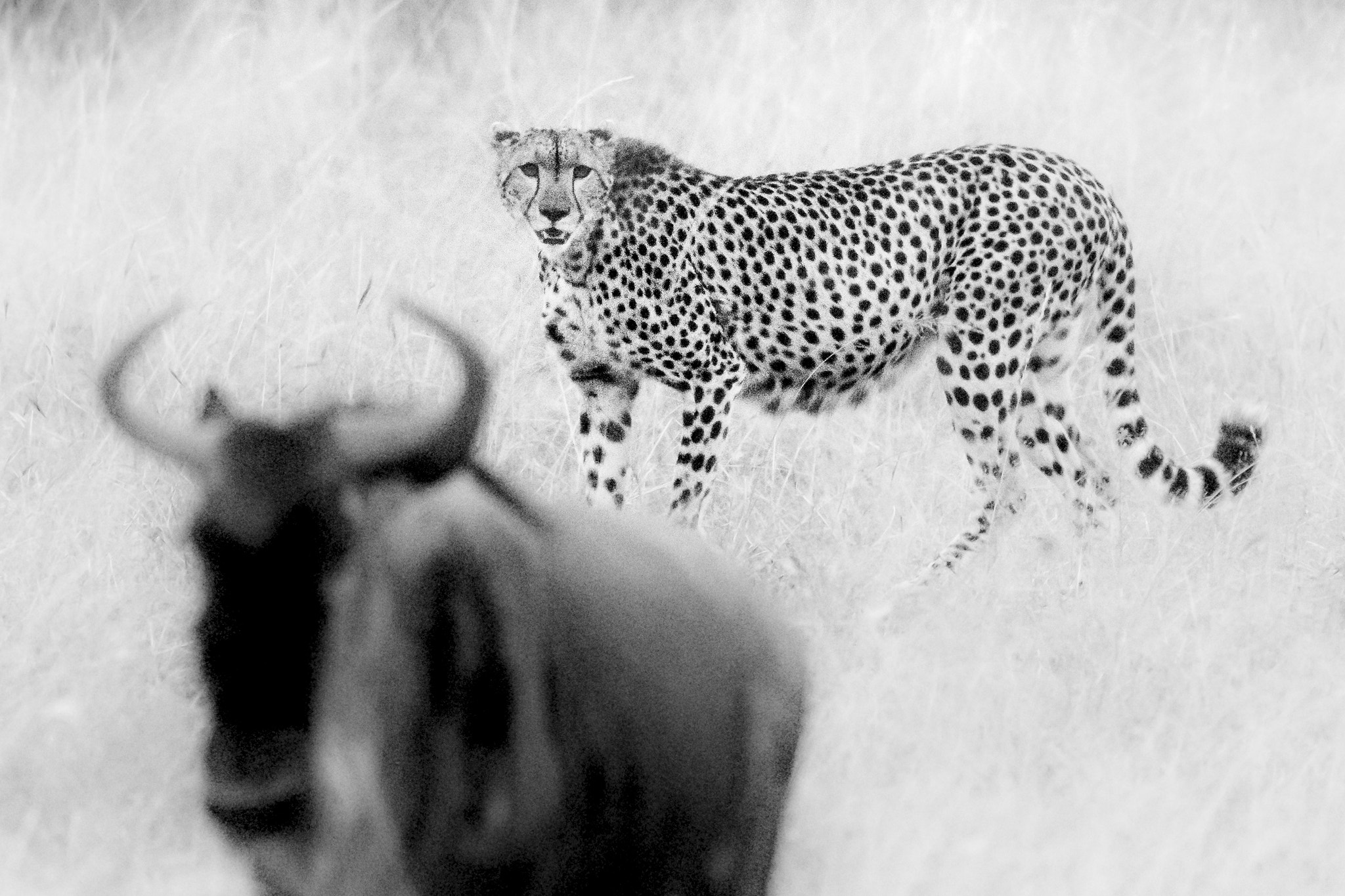 Canon EF 400mm F5.6L USM sample photo. Taken by surprise photography