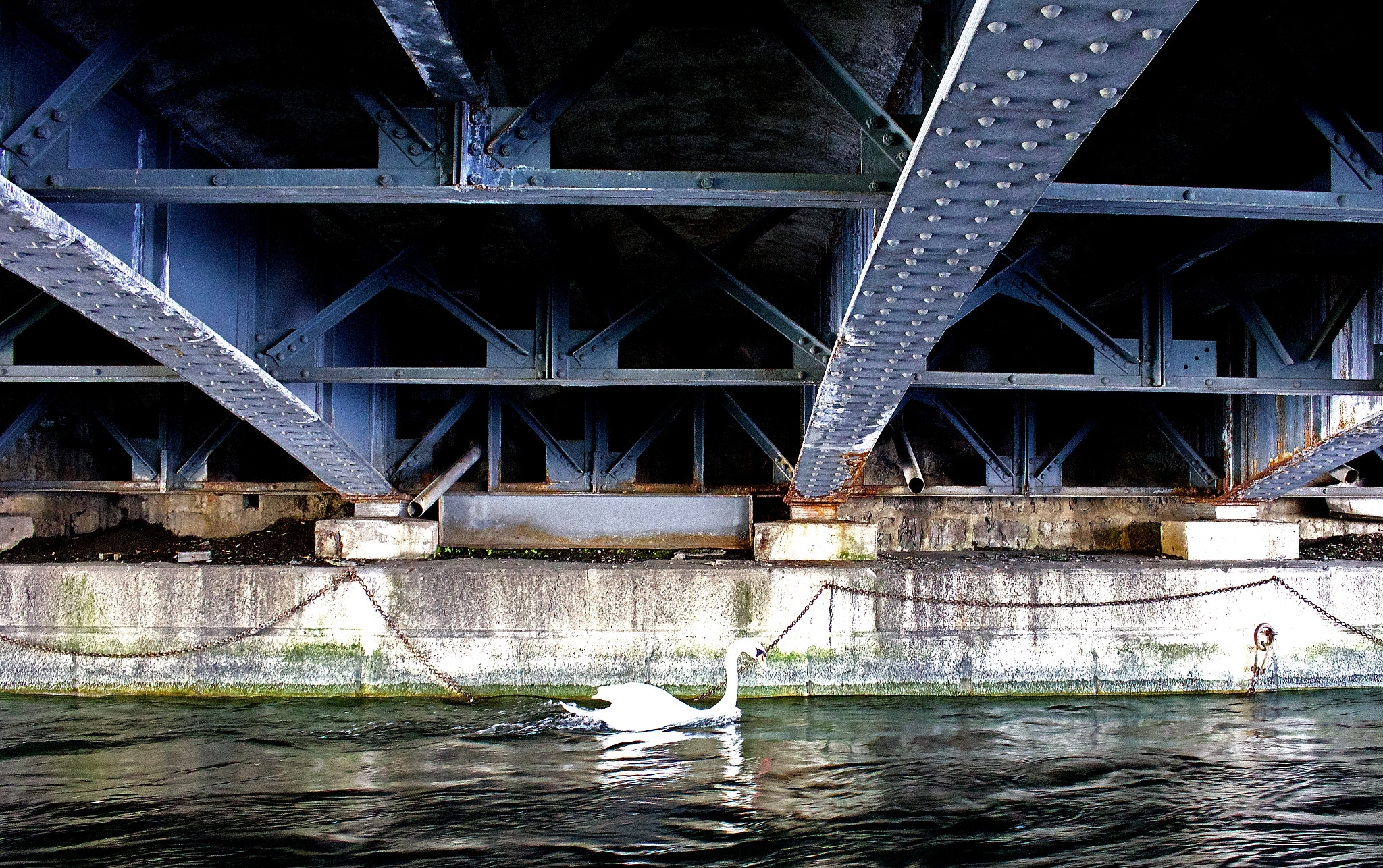 Canon EOS 760D (EOS Rebel T6s / EOS 8000D) sample photo. Cygne /swan photography
