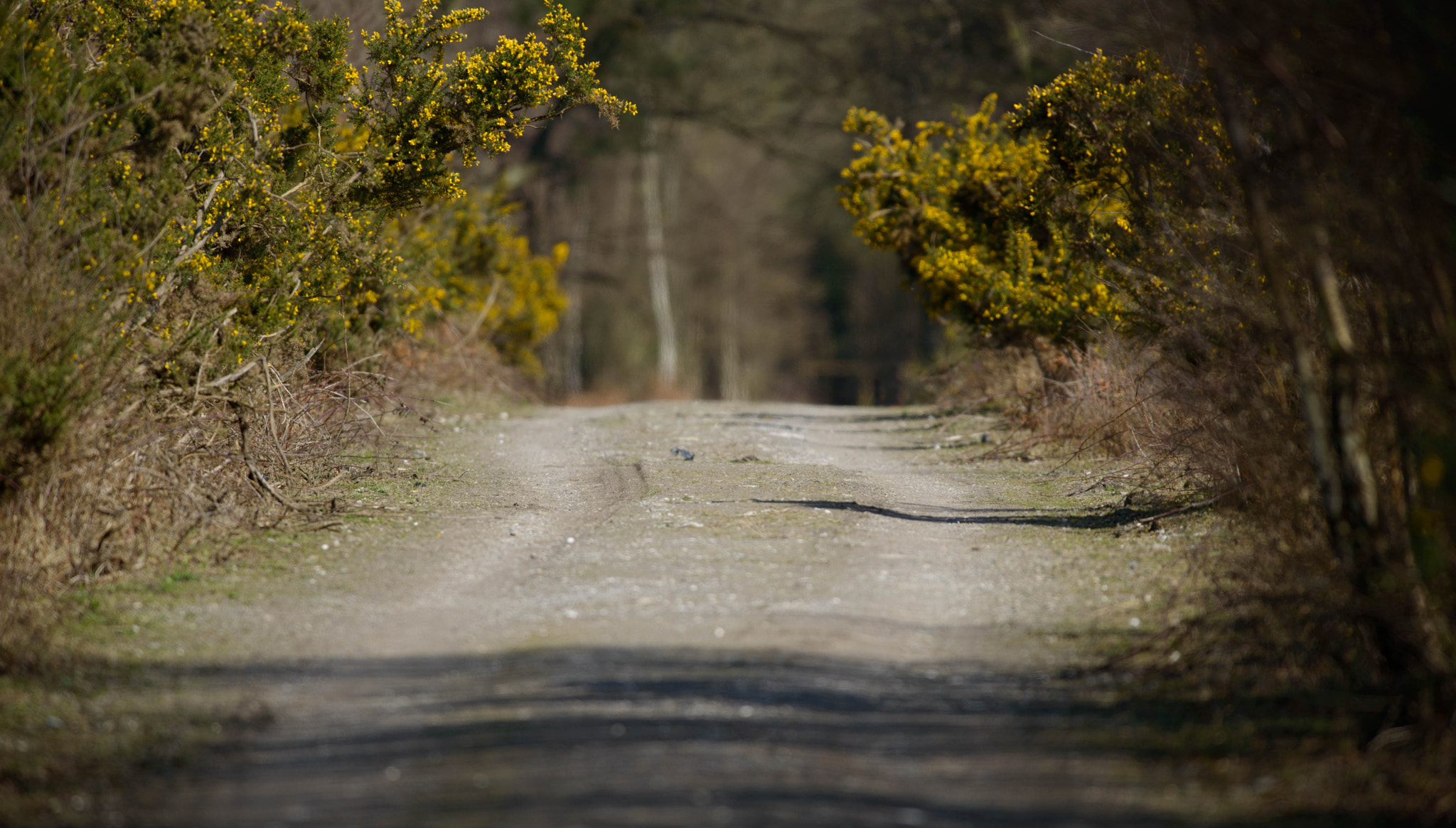 AF-S Nikkor 300mm f/2.8D IF-ED II sample photo. Paths photography
