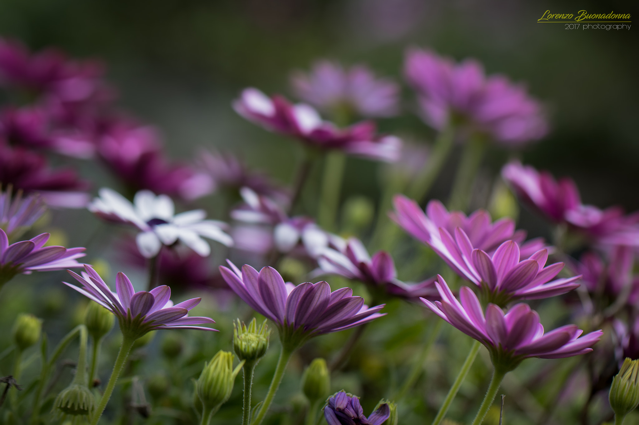 Canon EF 100mm F2.8L Macro IS USM sample photo. Flower's confusion photography