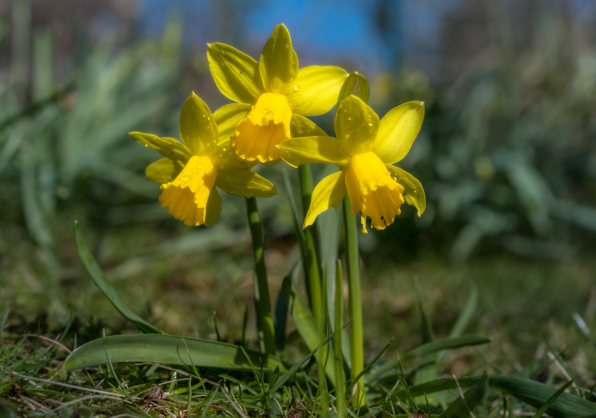 Nikon D7100 + Nikon AF-S DX Micro Nikkor 40mm F2.8 sample photo. Three musketeers photography