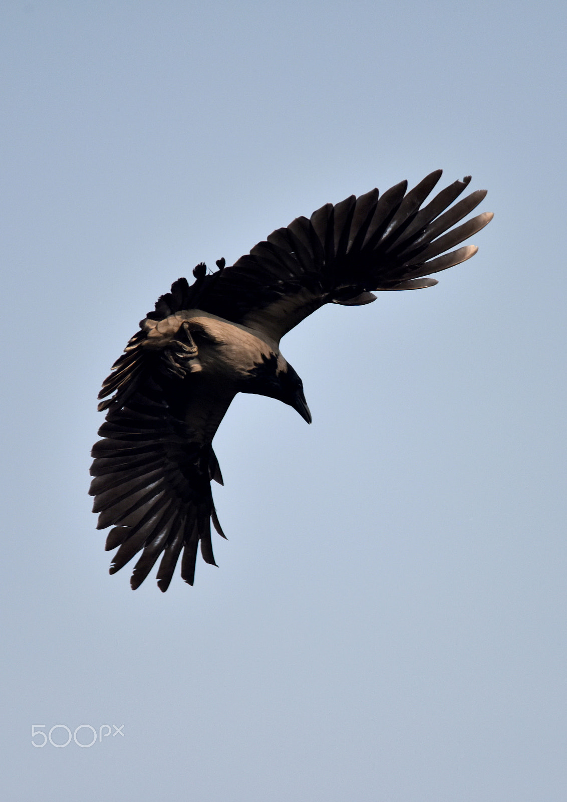 Sigma 150-500mm F5-6.3 DG OS HSM sample photo. Dsc photography
