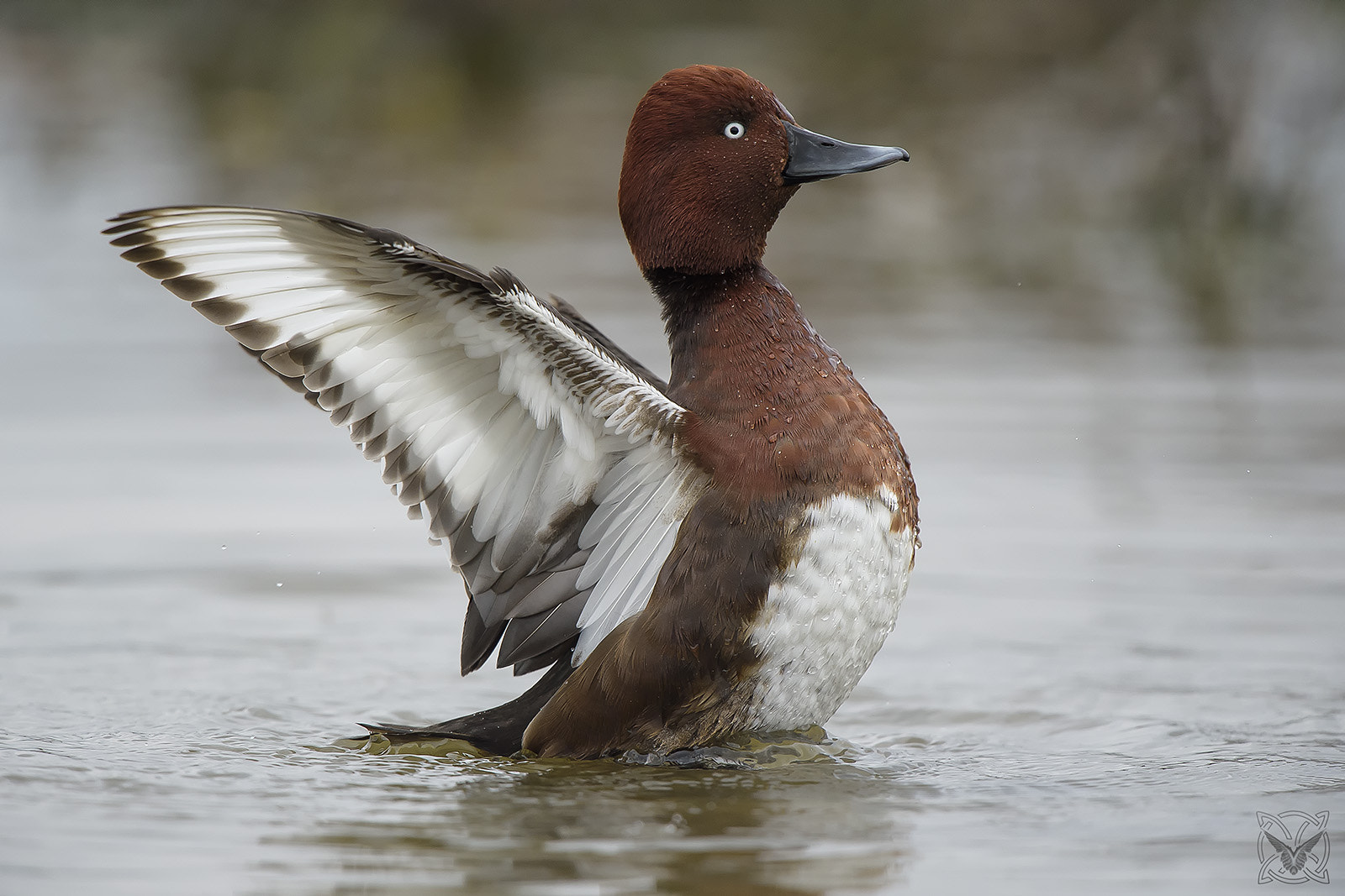 Nikon D4S + Nikon AF-S Nikkor 600mm F4G ED VR sample photo. Aythya nyroca ♂- moretta tabaccata - fuligule nyroca - white-eyed pochard photography
