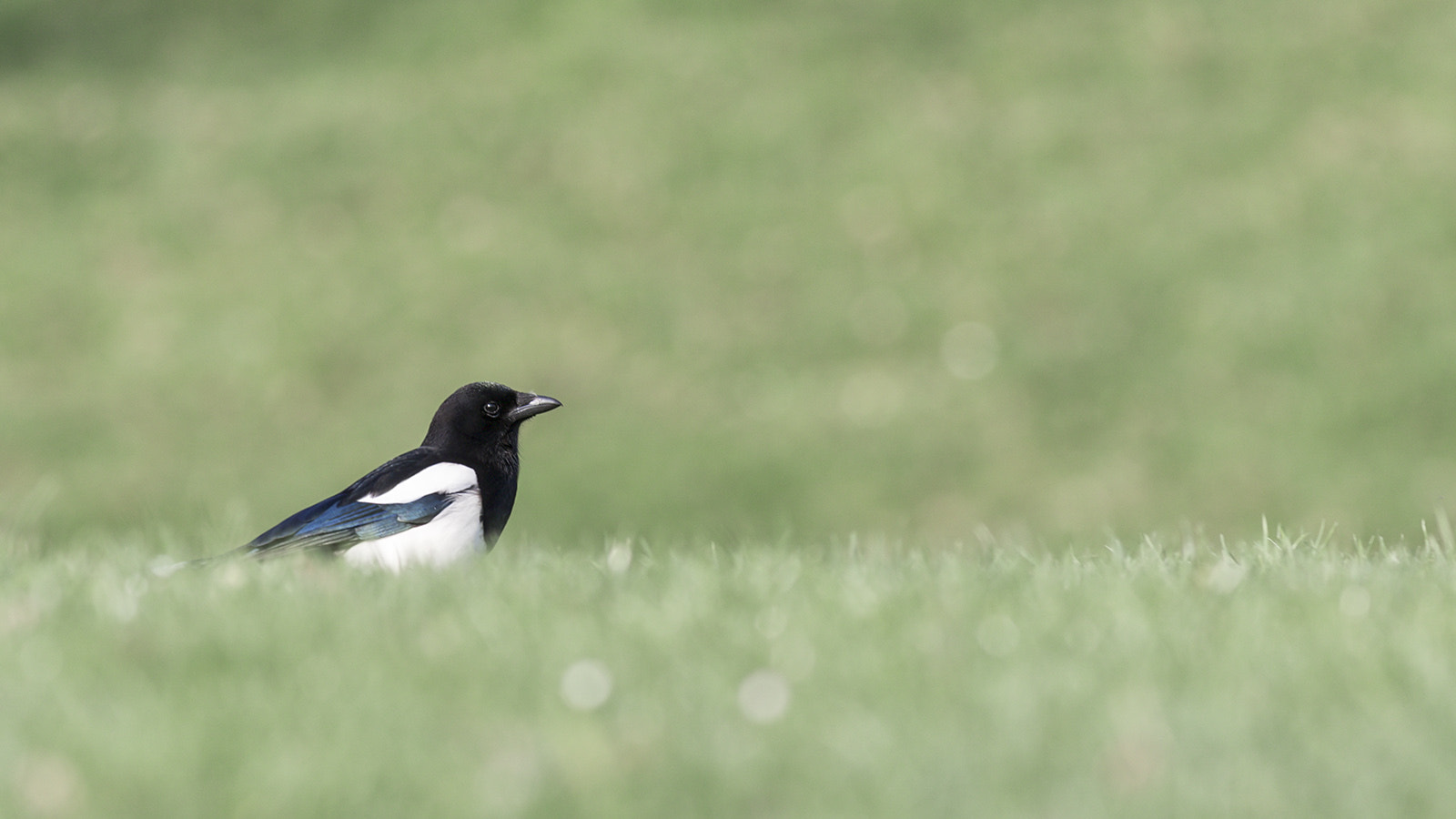 Canon EF 400mm F5.6L USM sample photo. Pie photography