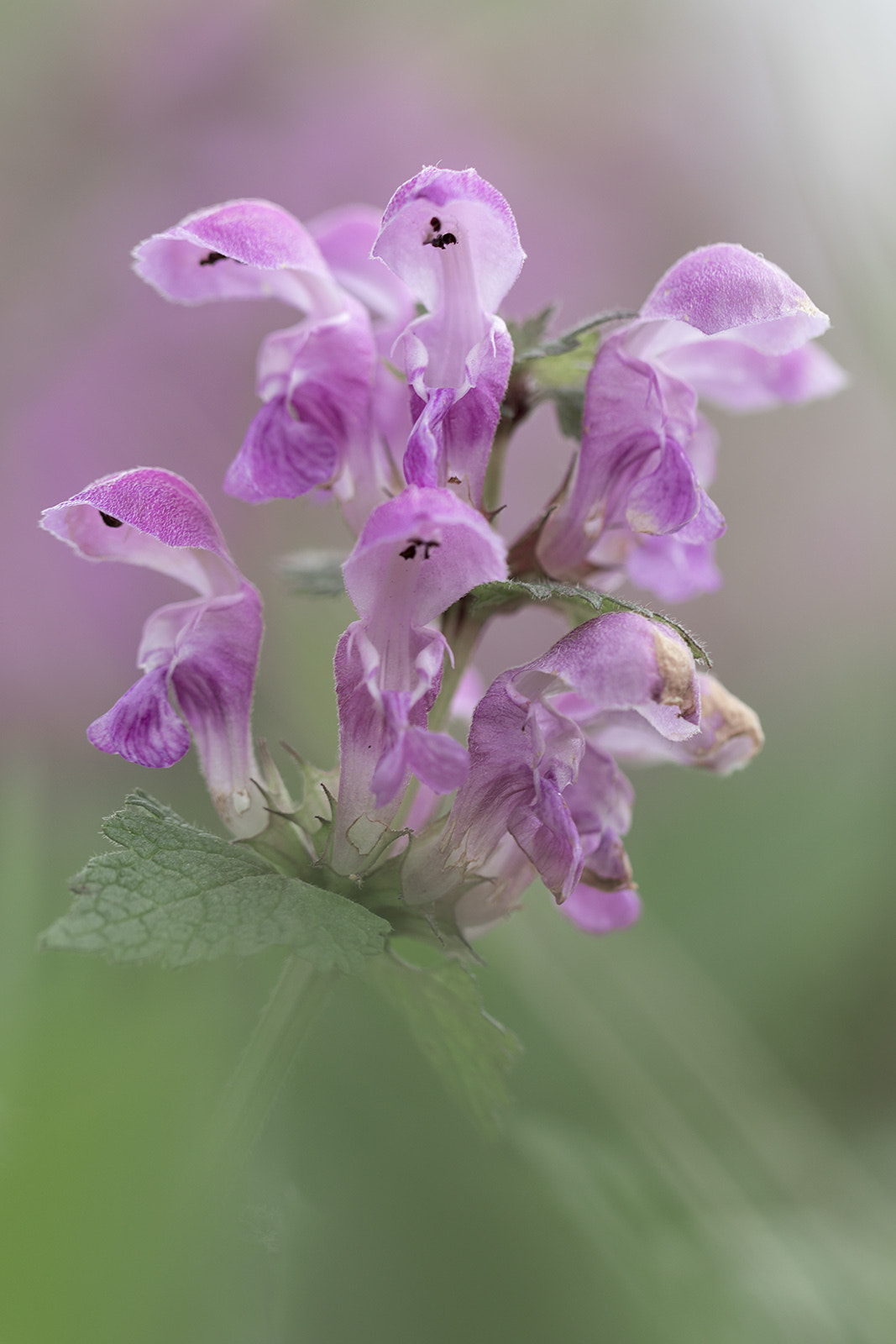 Canon EF 100mm F2.8L Macro IS USM sample photo. Fleur - jardin des plantes de paris photography