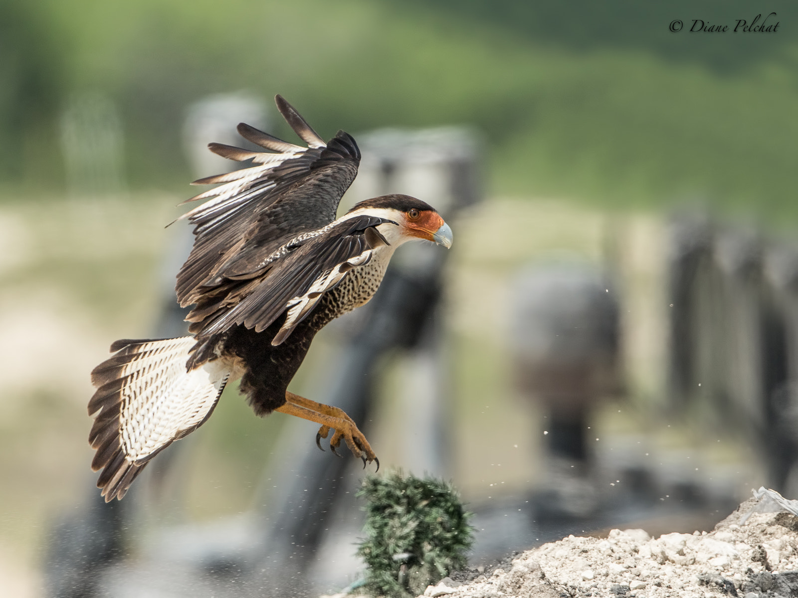 Canon EOS 7D Mark II sample photo. Northern crested caracara - carcara du nord photography