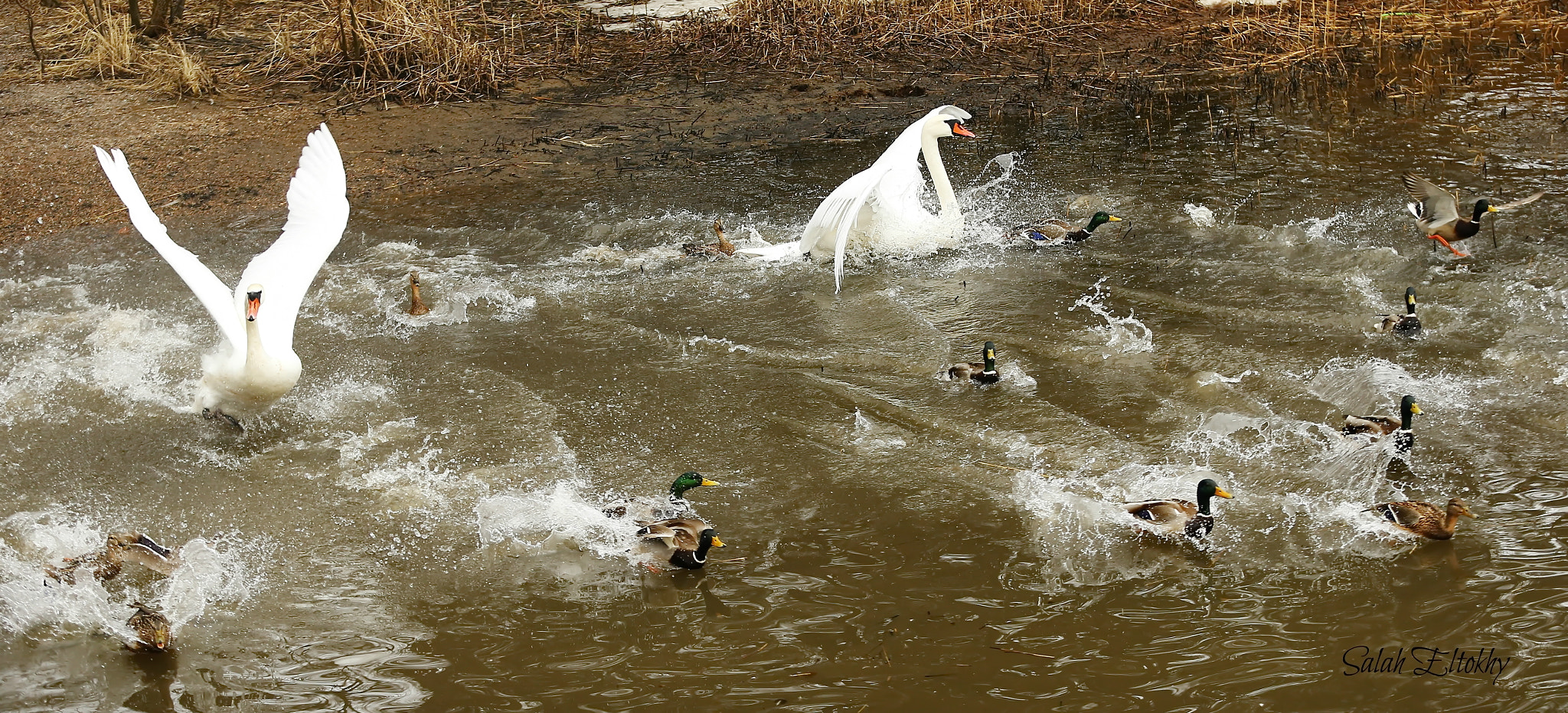 Canon EOS-1D X sample photo. By photography