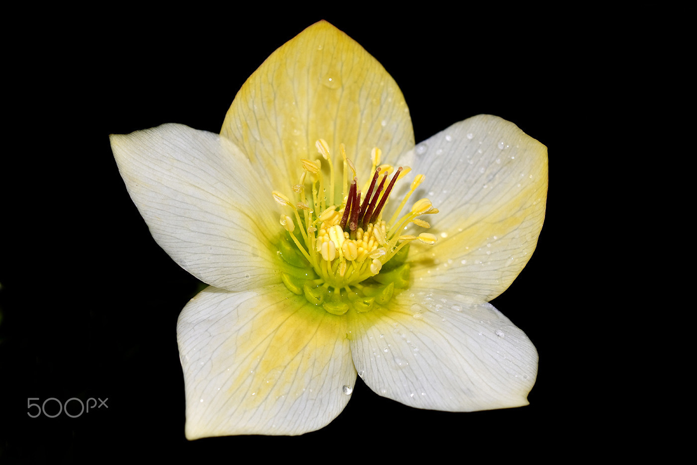 Sigma 150mm F2.8 EX DG Macro HSM sample photo. Flower photography