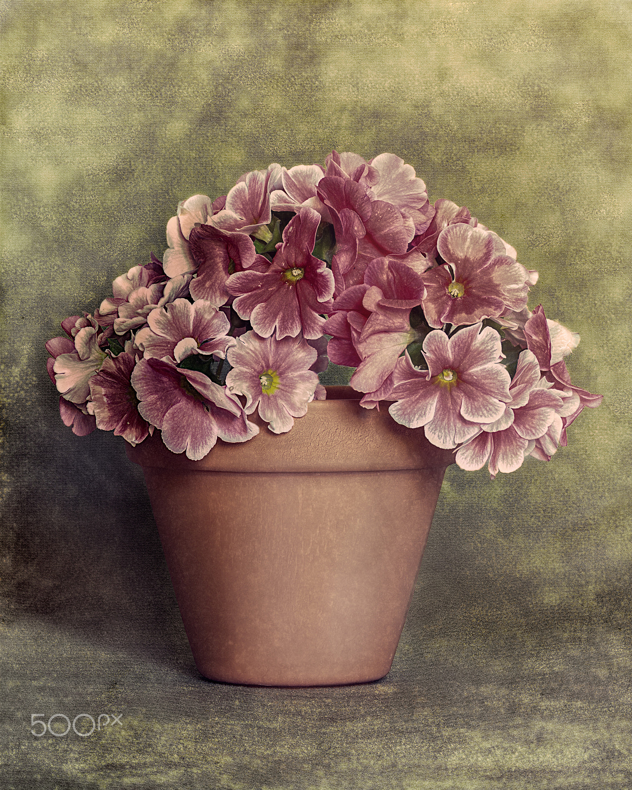 Nikon D90 sample photo. Geraniums in clay pot photography