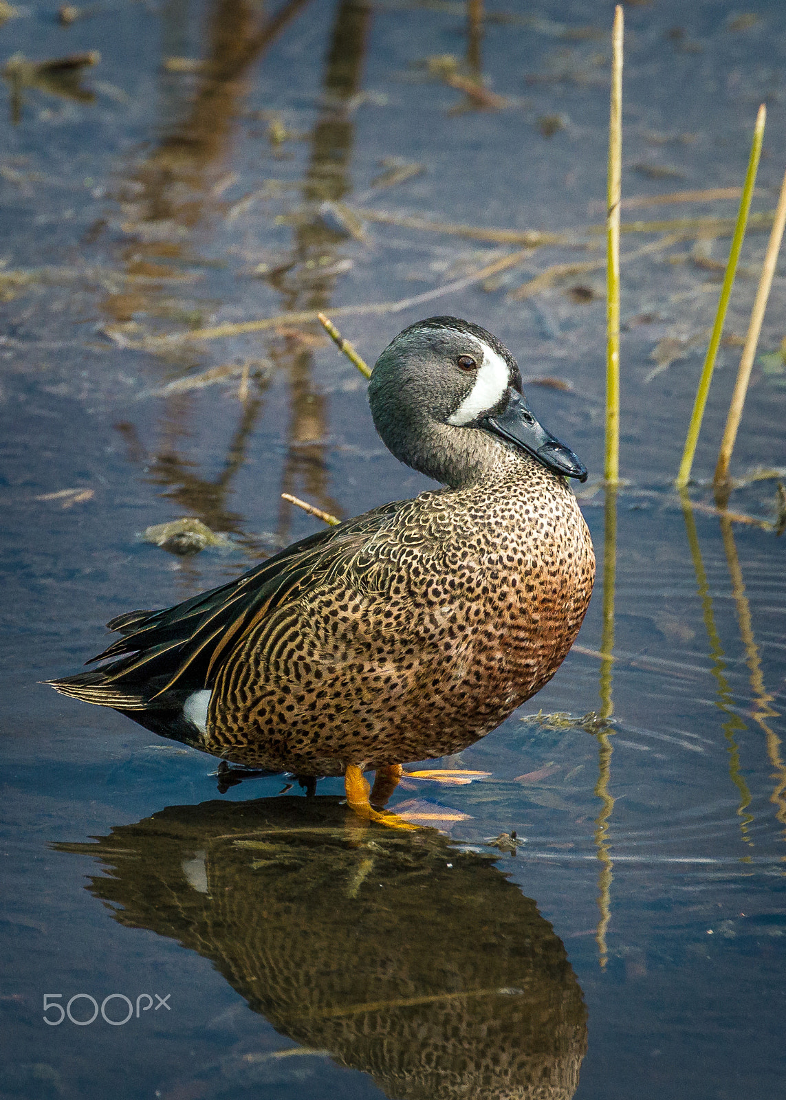 Canon EOS 7D + Canon EF 70-300mm F4-5.6L IS USM sample photo. Blue-winged teal photography