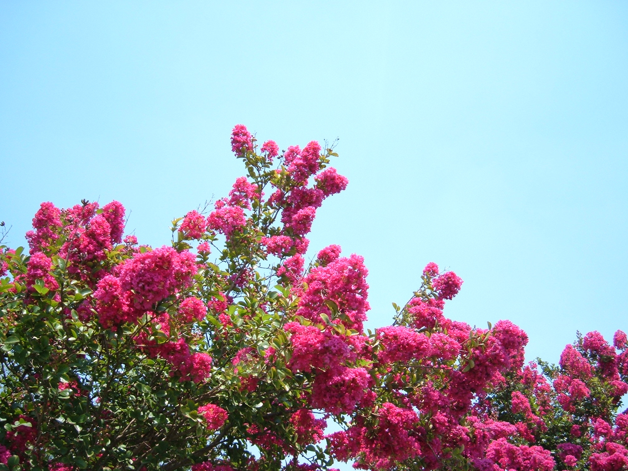 Fujifilm FinePix A330 sample photo. Crepe myrtle photography