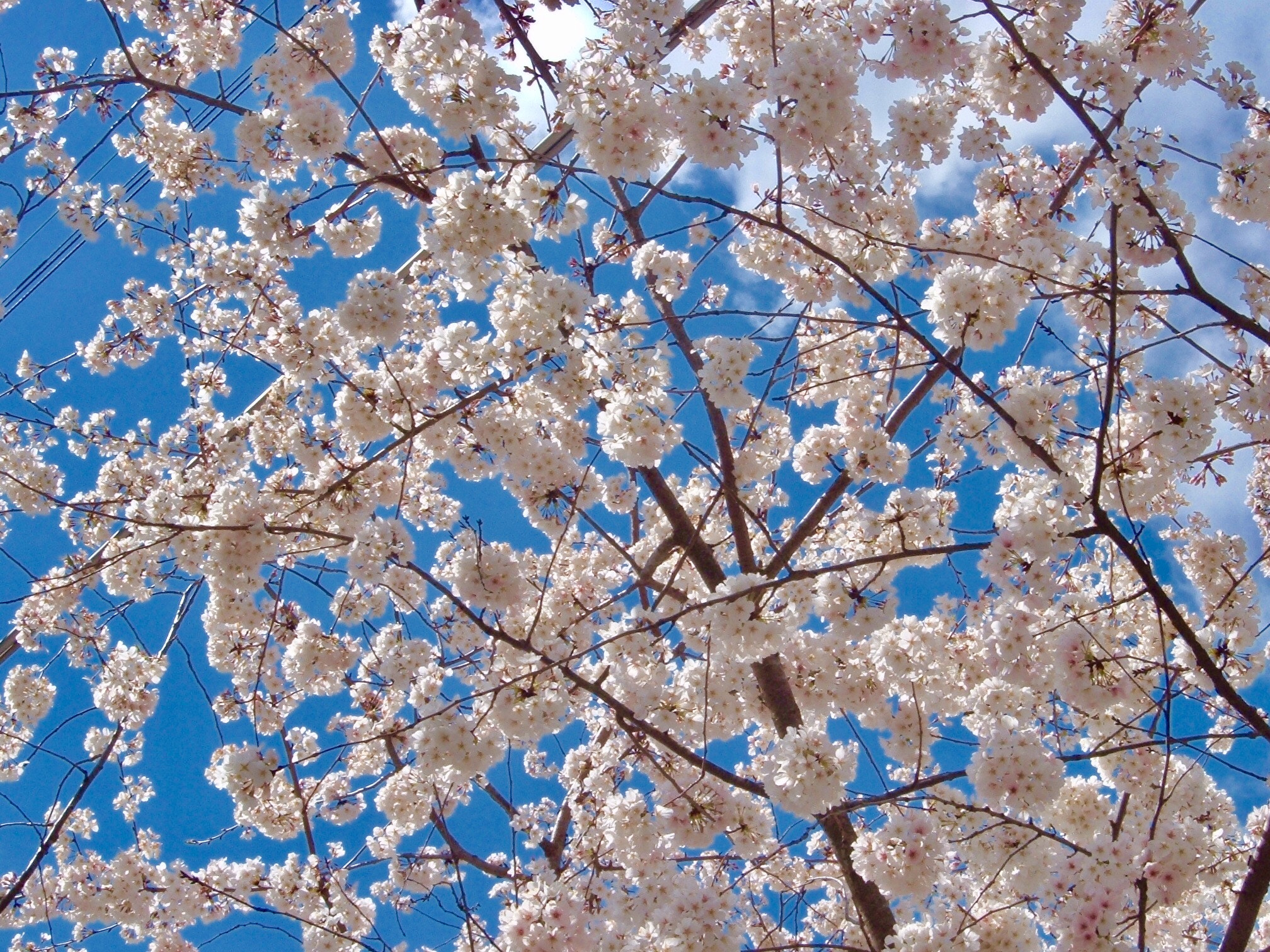 Fujifilm FinePix A330 sample photo. Flowering white tree photography