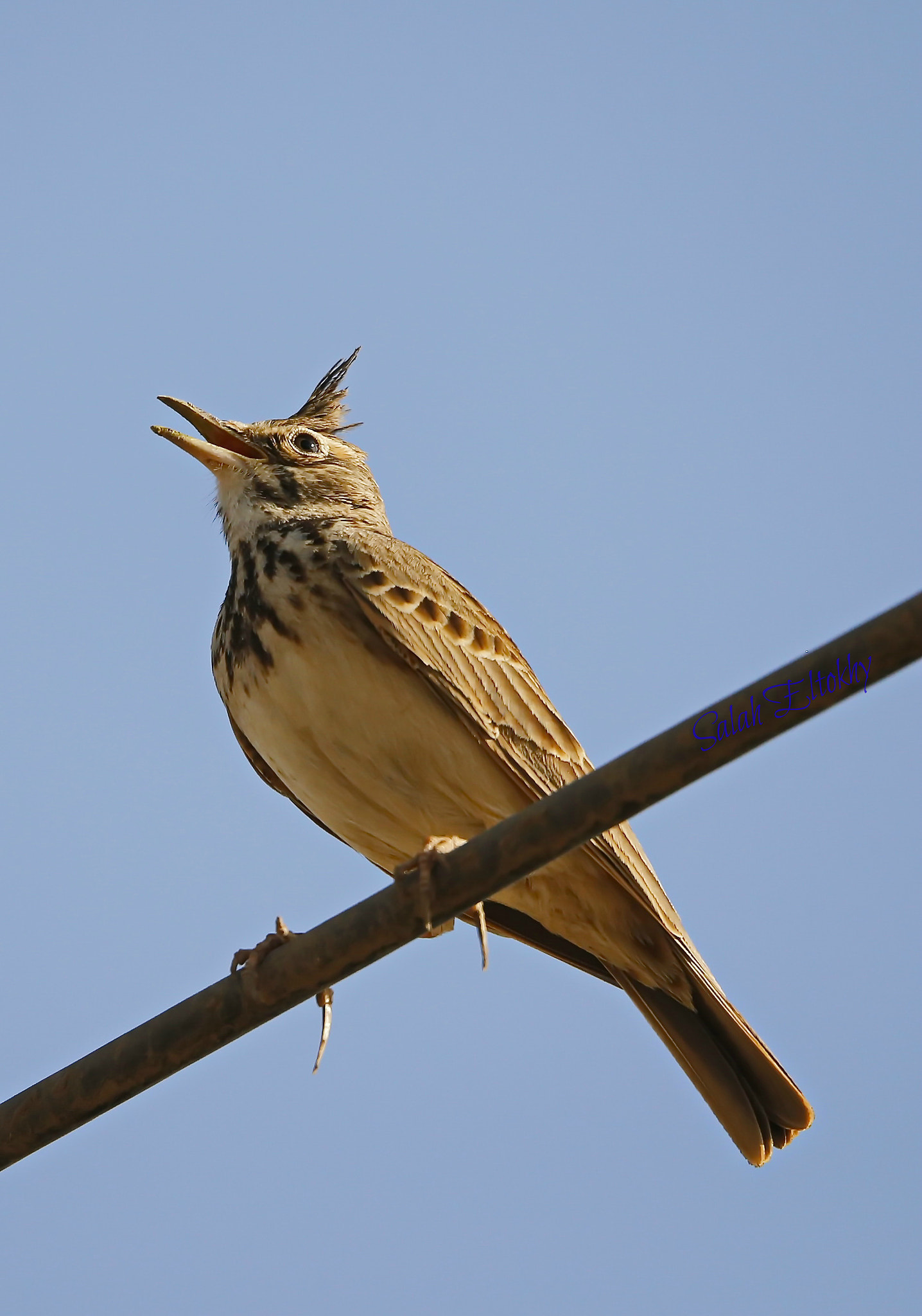 Sigma 150-600mm F5-6.3 DG OS HSM | S sample photo. By photography