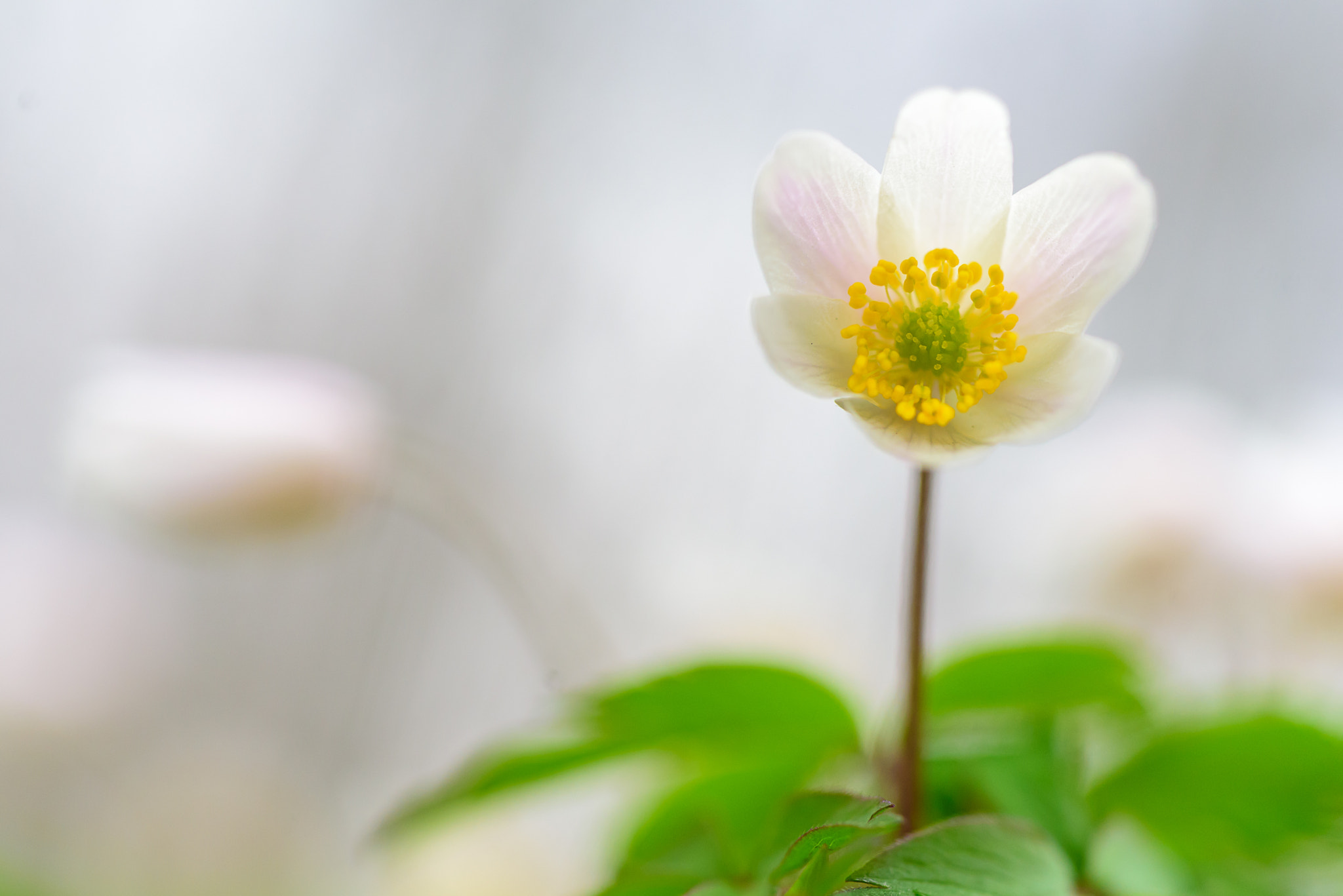 Nikon AF Micro-Nikkor 60mm F2.8D sample photo. Elfin beauty photography