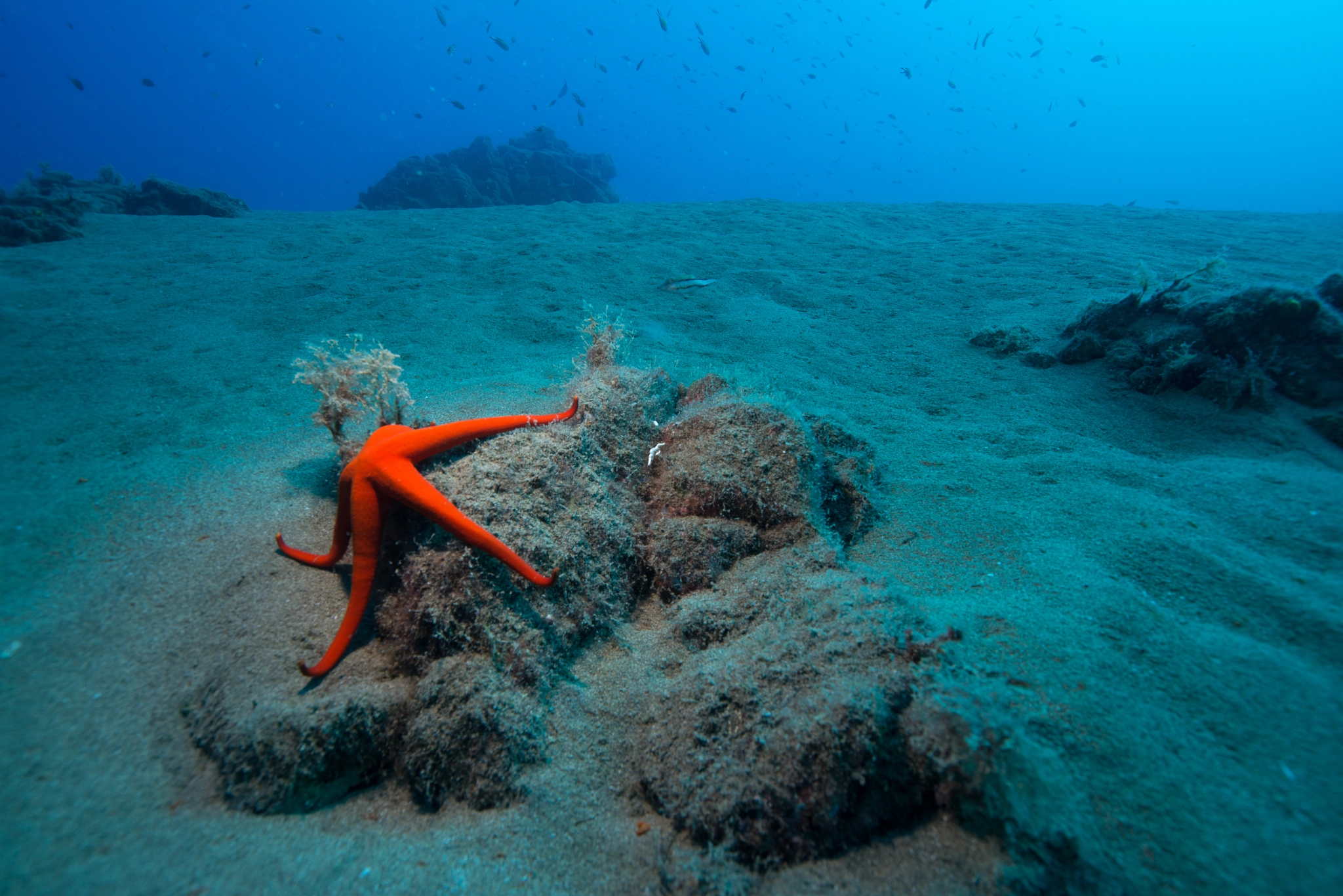 Nikon D800 + Nikon AF-S Nikkor 18-35mm F3.5-4.5G ED sample photo. Canarian seestar photography