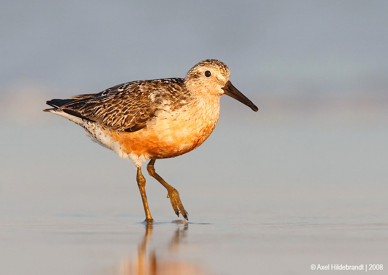 Canon EF 500mm F4L IS USM sample photo. Red knot photography