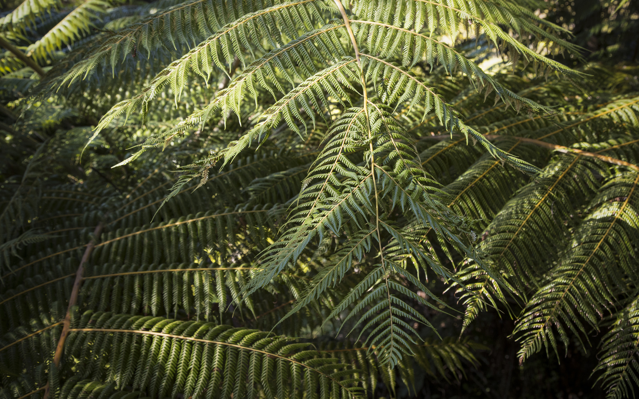 Canon EF 24-105mm F4L IS USM sample photo. Efi photography