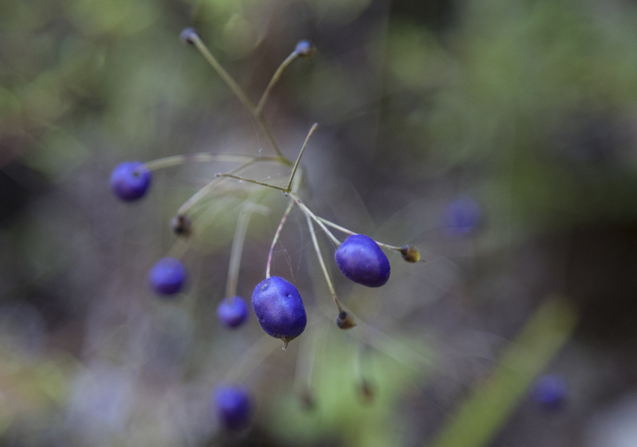 Canon EF 24-105mm F4L IS USM sample photo. Efi photography